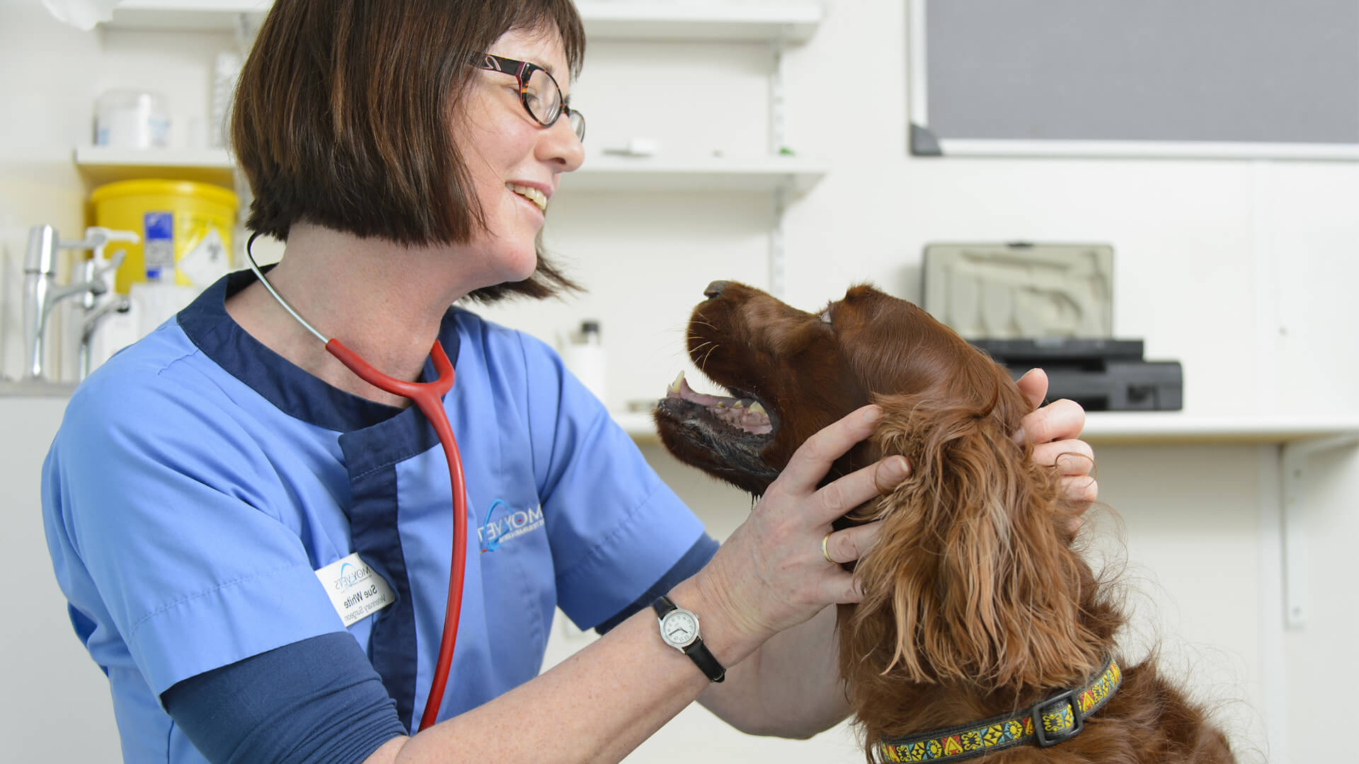Pet Care Services In Lancashire Moy Vets Moy Vets