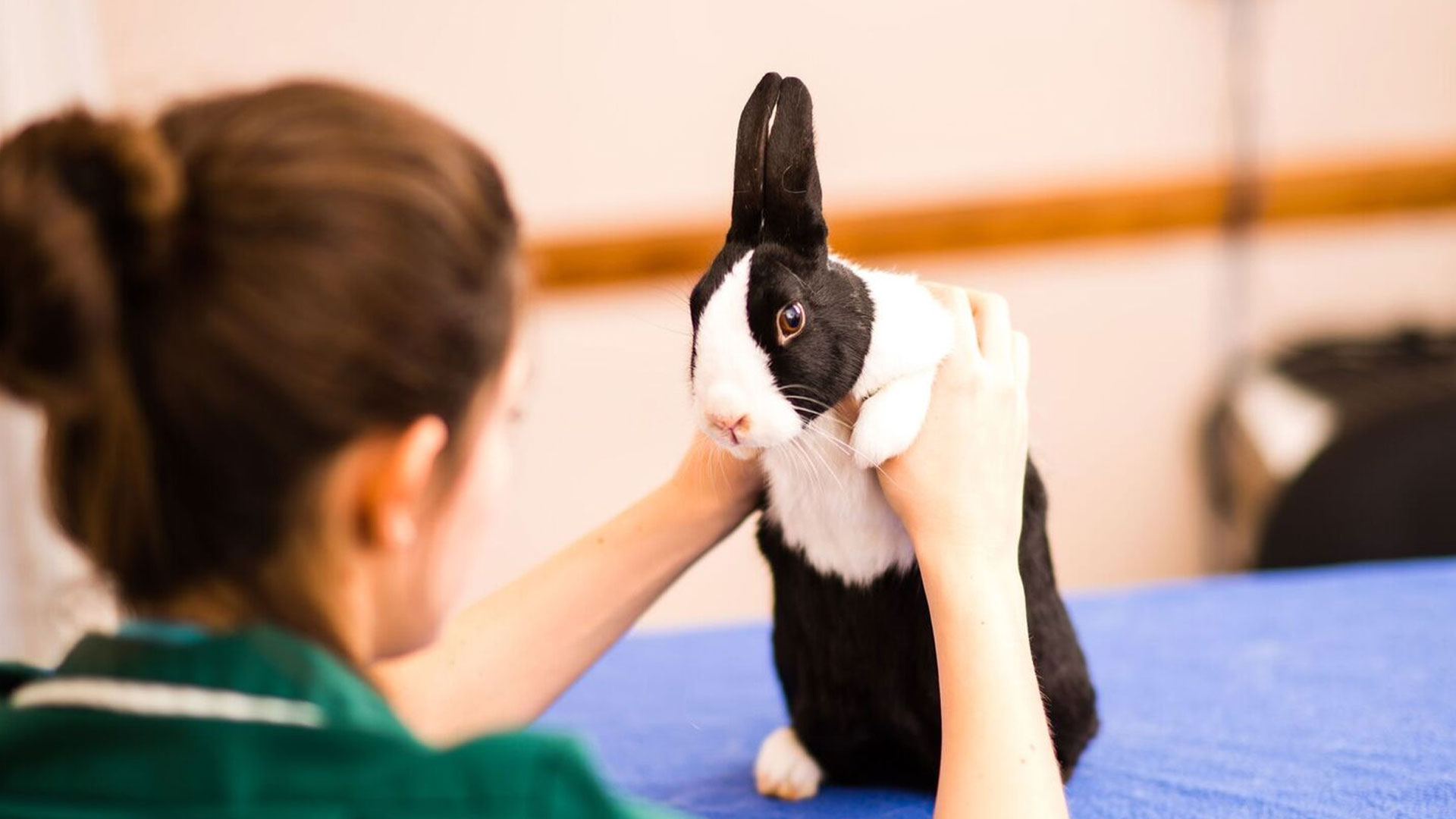 rabbit-vaccines-information-on-the-correct-vaccines-for-rabbits