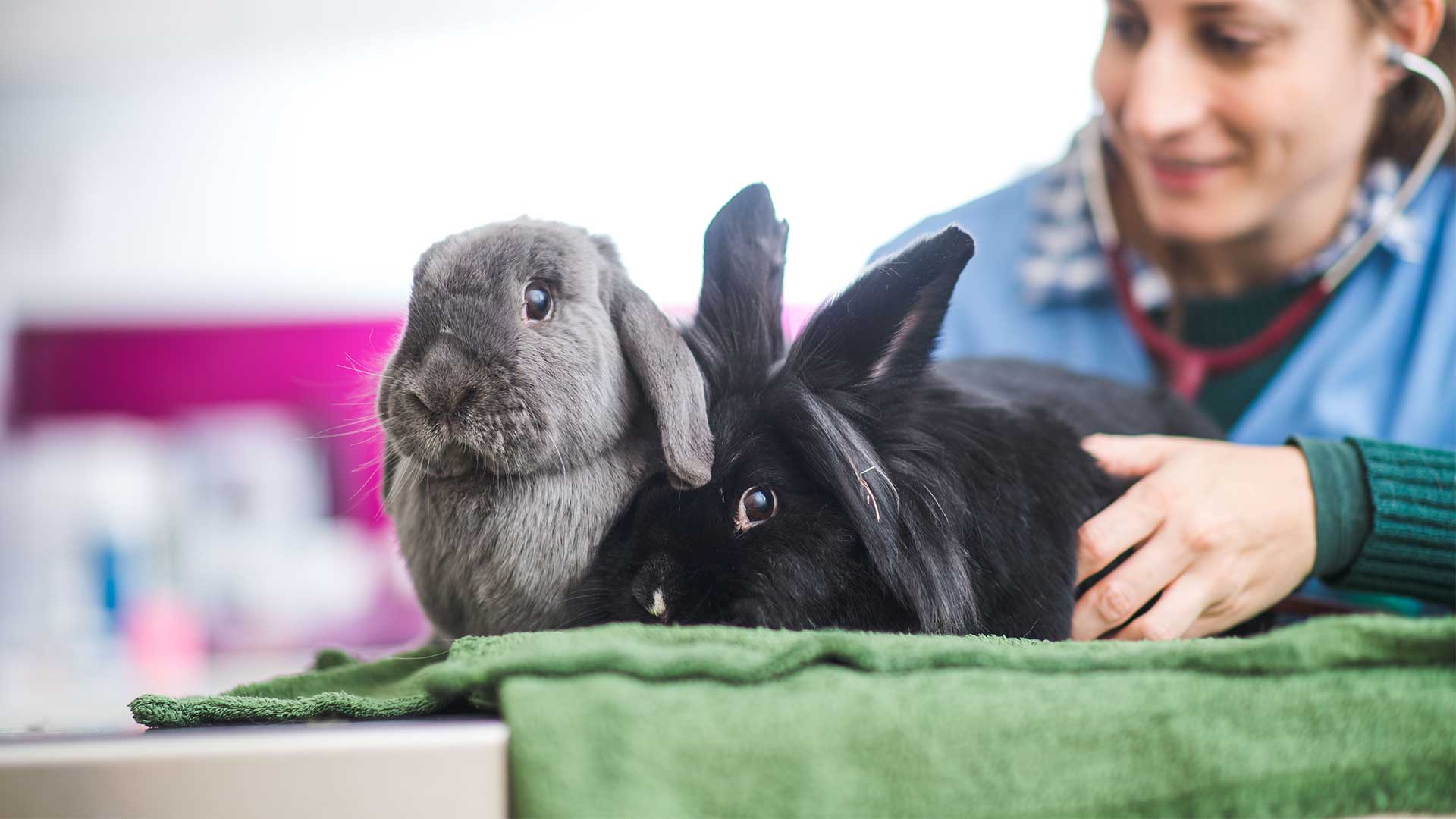 Rabbit Care Information on Caring for your Rabbit from Vets in Suffolk Mulberry Vets