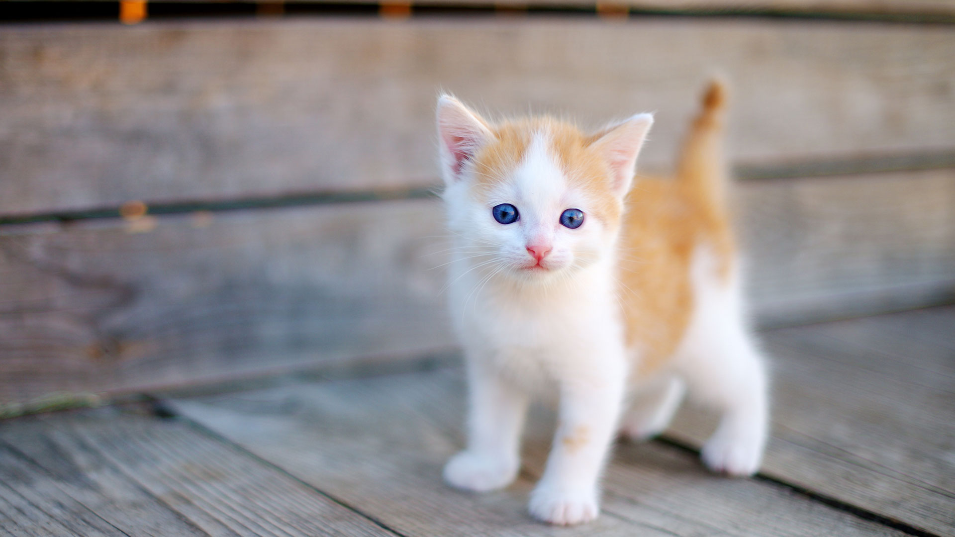 Natures Range Kitten Food Quality Food For Pets Nature's Range Pet Food