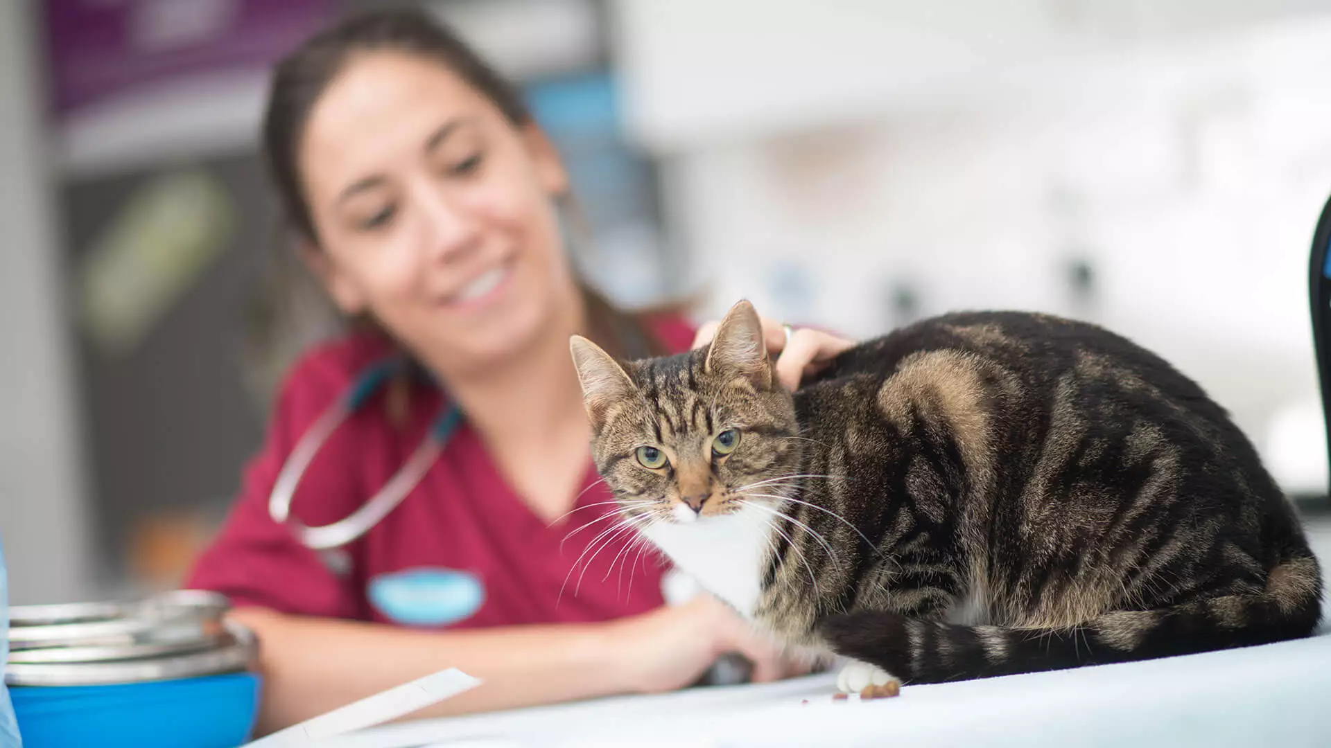 Register your Pet | Local Vets in Paulton and Radstock, Somerset ...