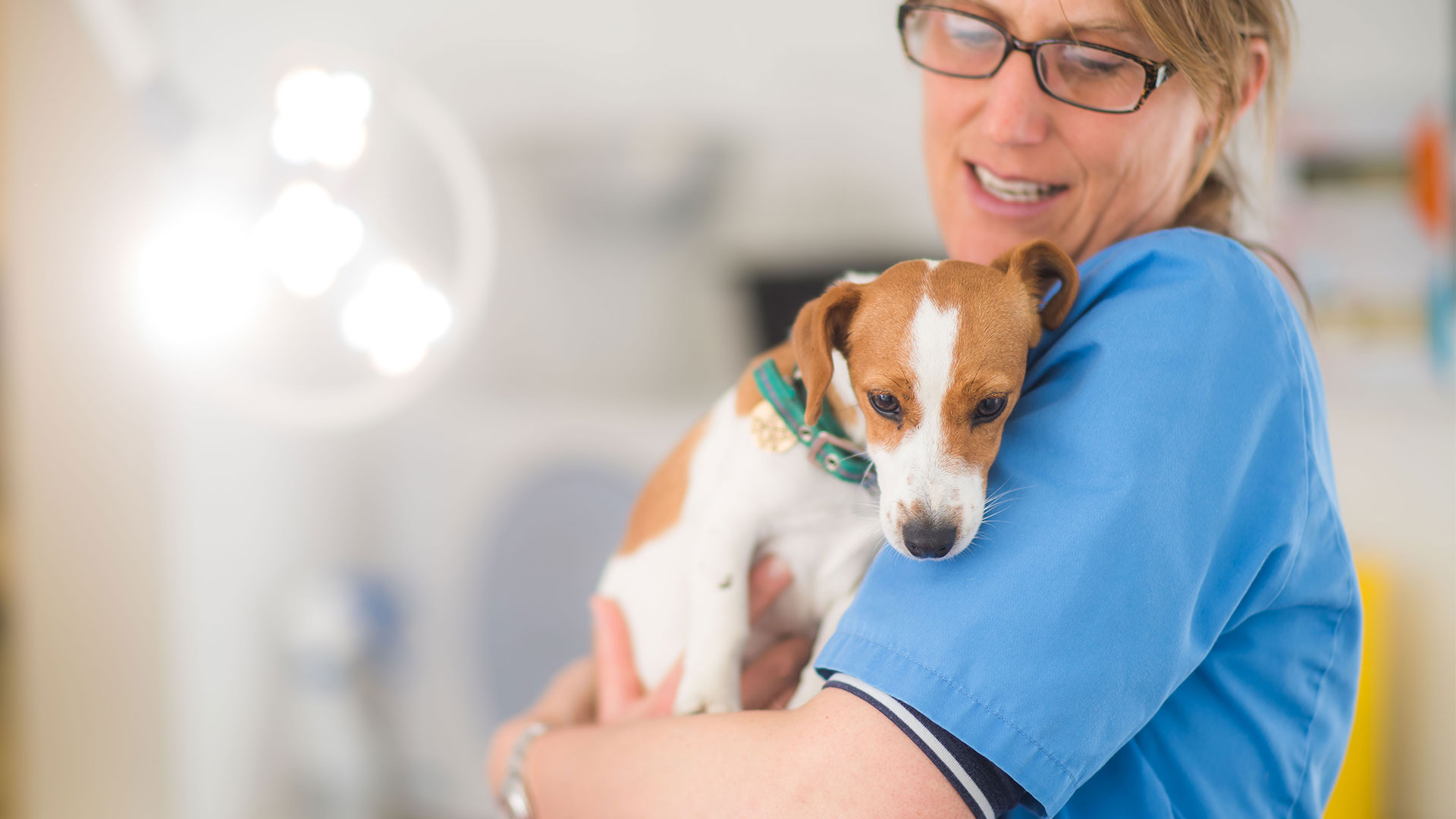 Blog New Malden Vets Kingston upon Thames & Surrey Local Vets