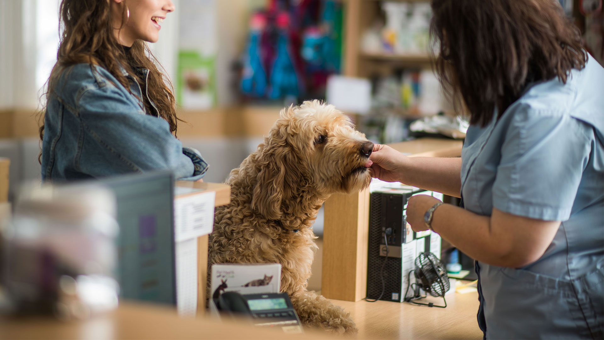 Pet Insurance Guide Local Vets in Kingston upon Thames New Malden Vets