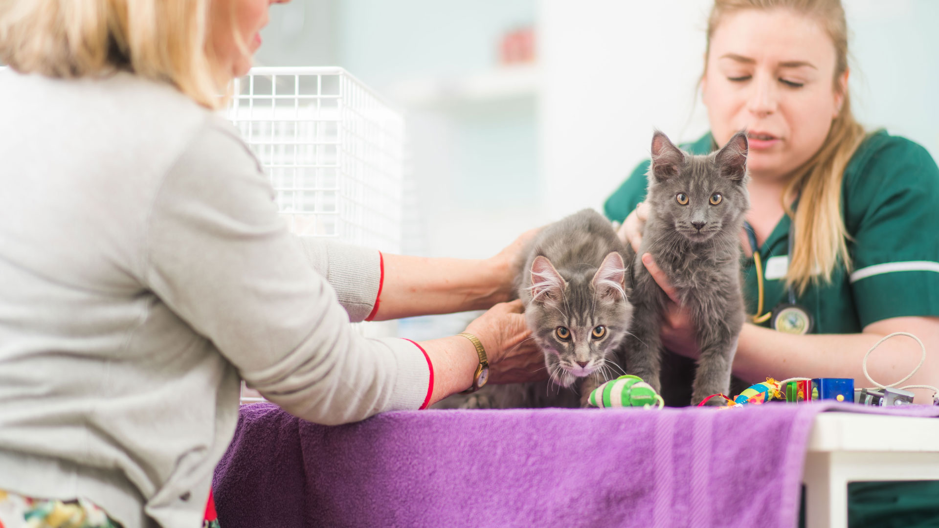 Offers Local Vets in New Malden, Kingston upon Thames, Surrey New