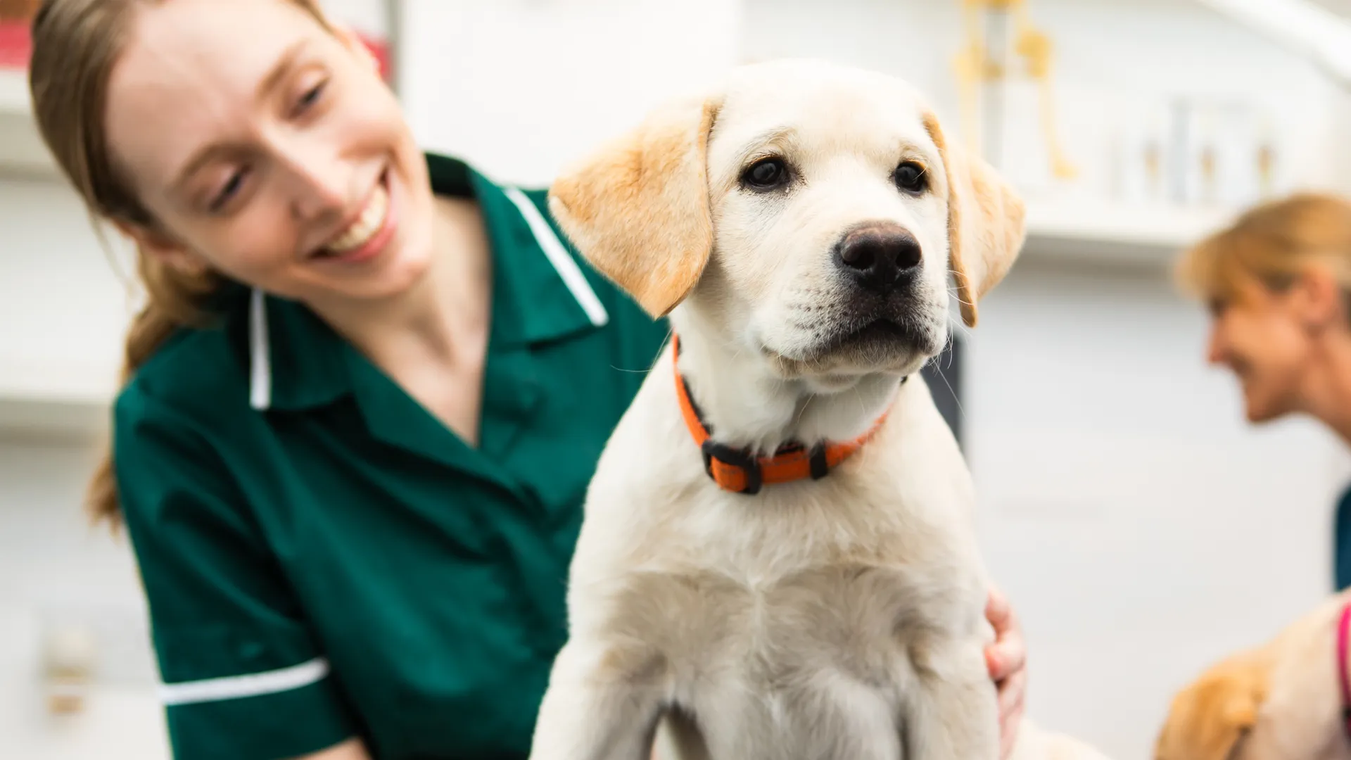 Preventative Health Care | New Malden Vets | Kingston upon Thames - New ...