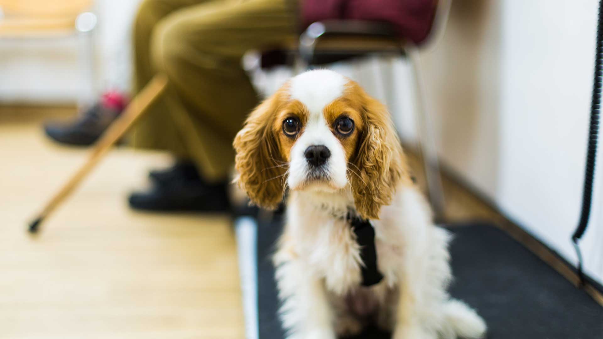 Contact Us Local Vets in Newport Newport Vets