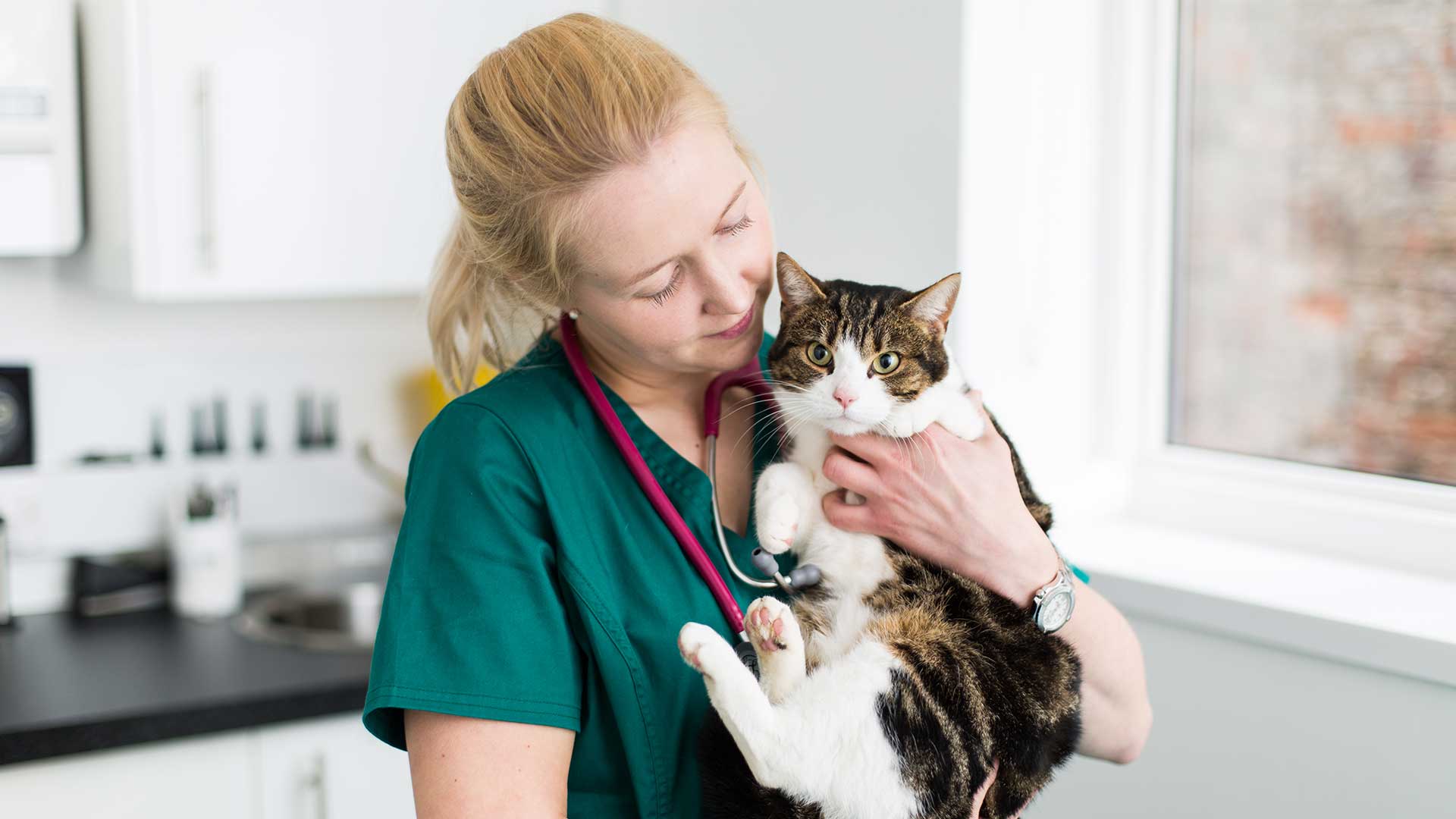 Book an Appointment Local Vets in Newport Newport Vets