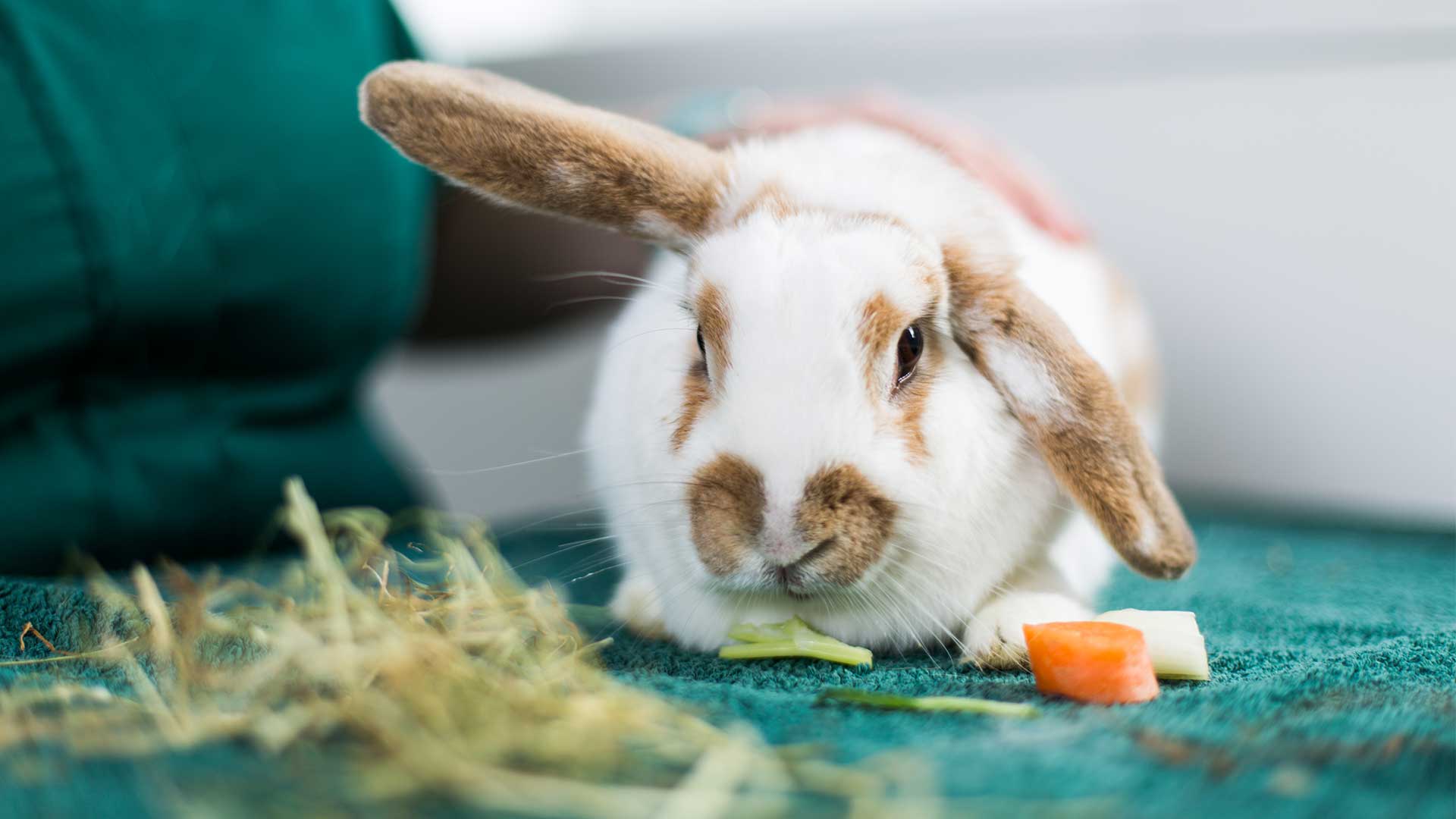 Operations and Rabbit Advice Vets in Newport Newport Vets