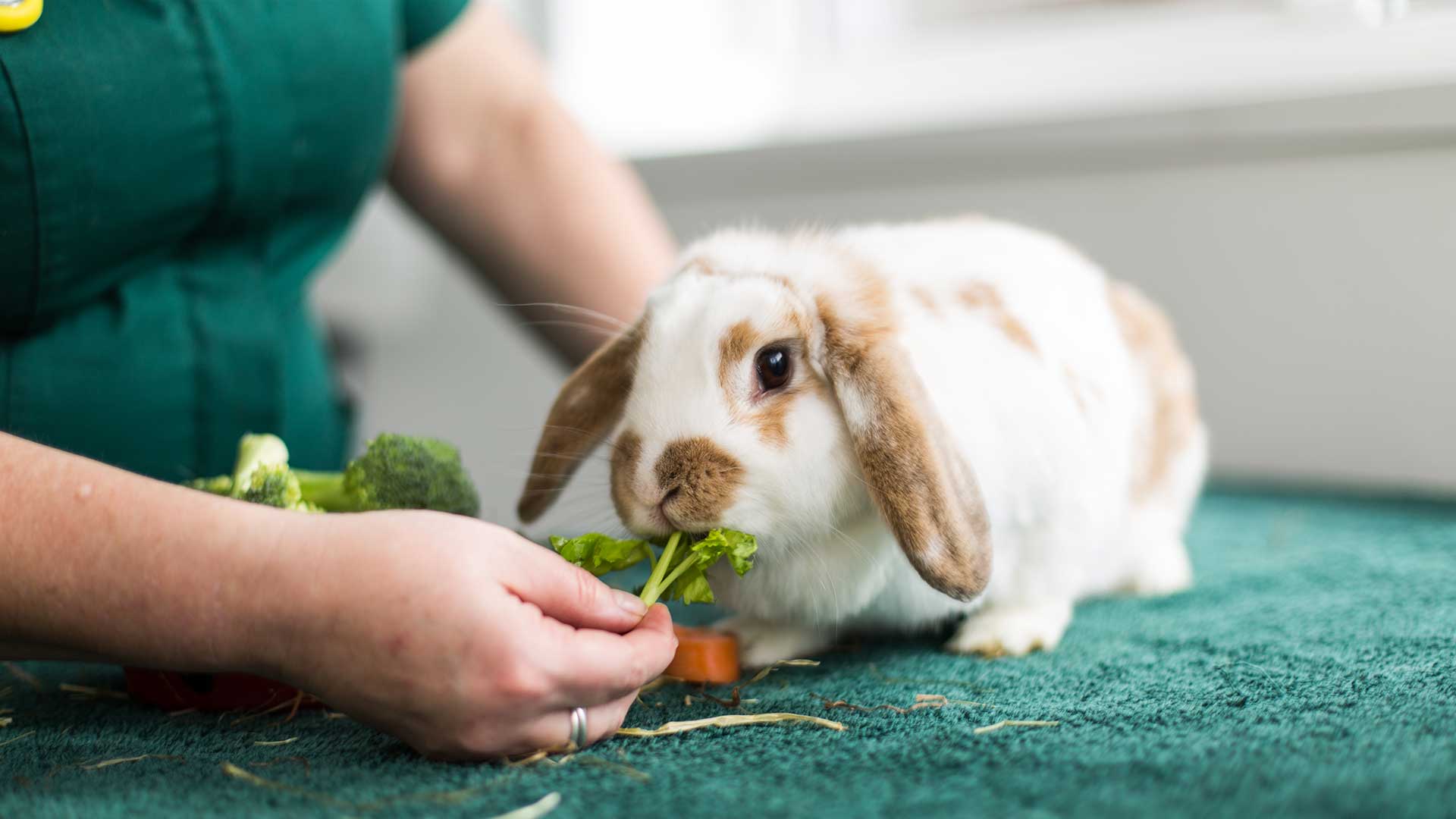 Register Your Pet Newport Vets