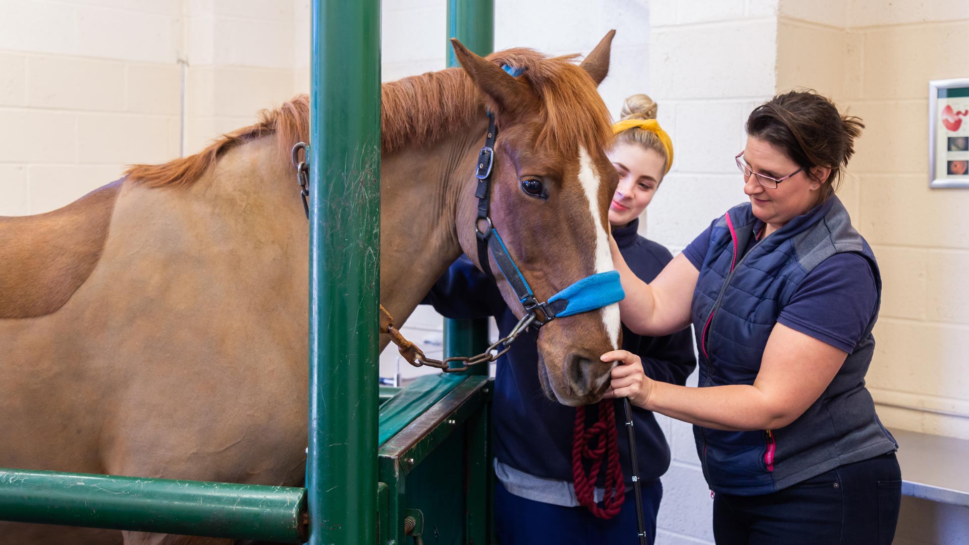 How Much Do Equine Vets Get A Year