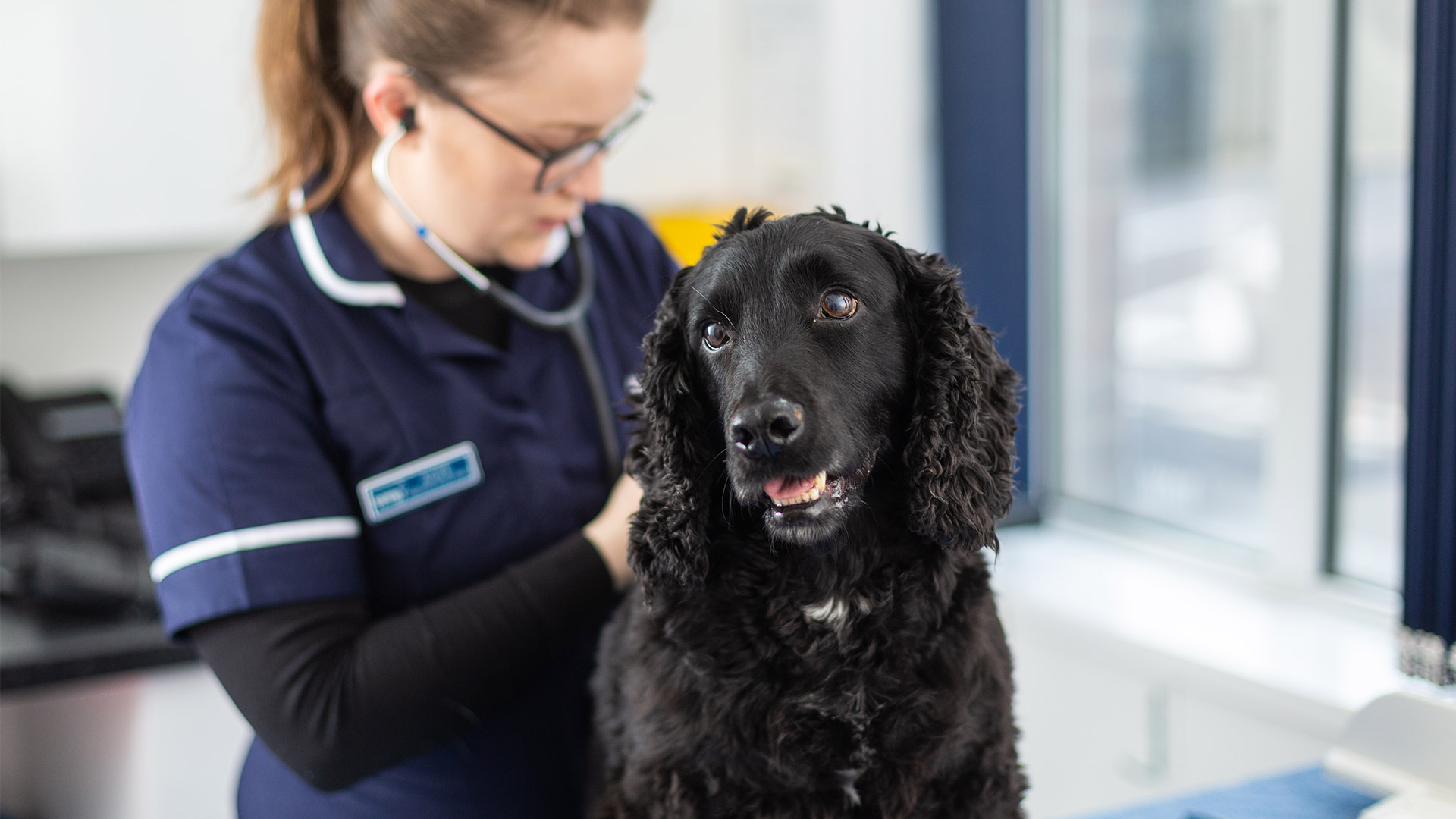 Pet Care Services In Honiton, East Devon New Street Vets New Street