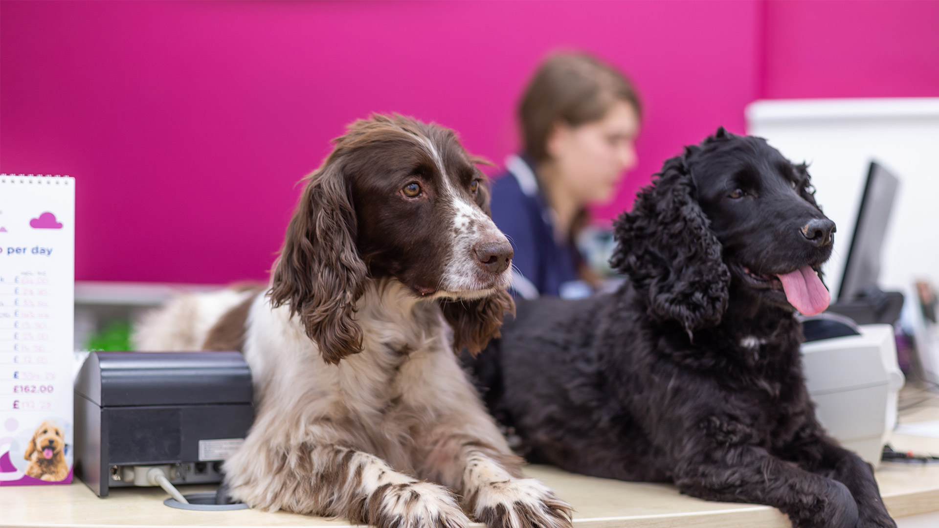 Vacancies New Street Vets in Devon New Street Vets