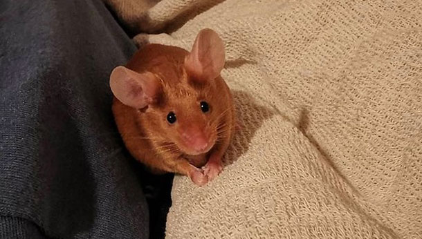 Mouse on a blanket