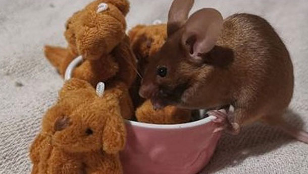 Mouse on a cup