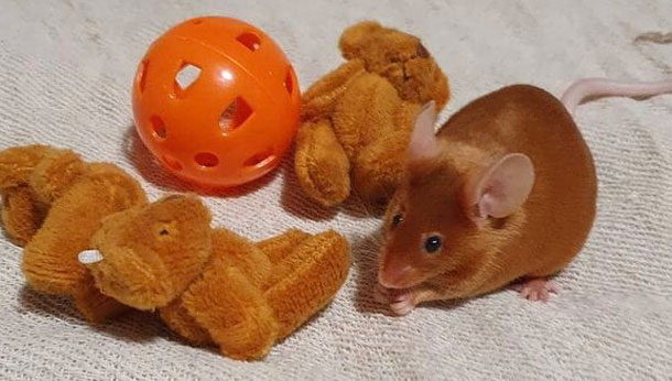 Mouse with toys
