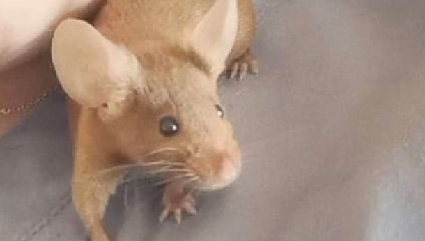 Shoulder mouse