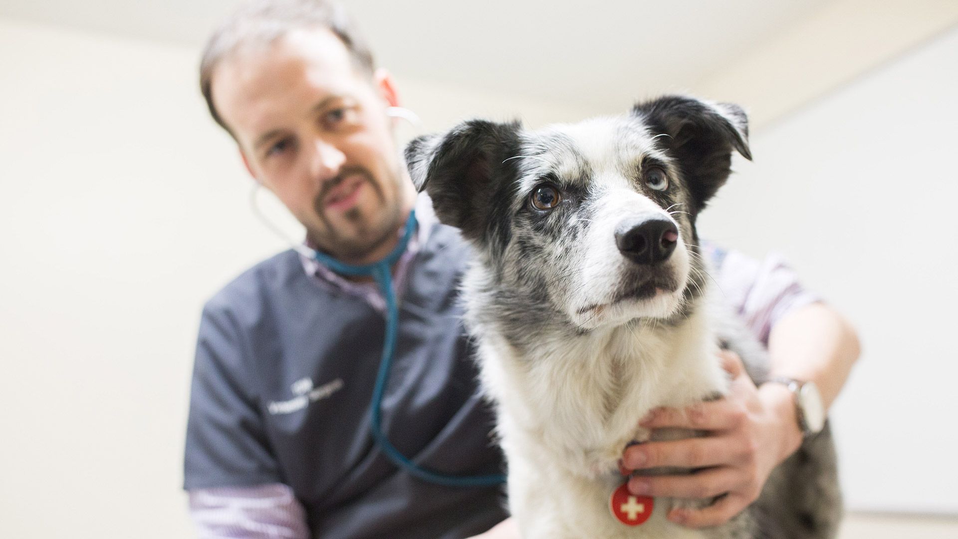 Refer a Case to North Wales Referrals | Local vets in Flintshire ...