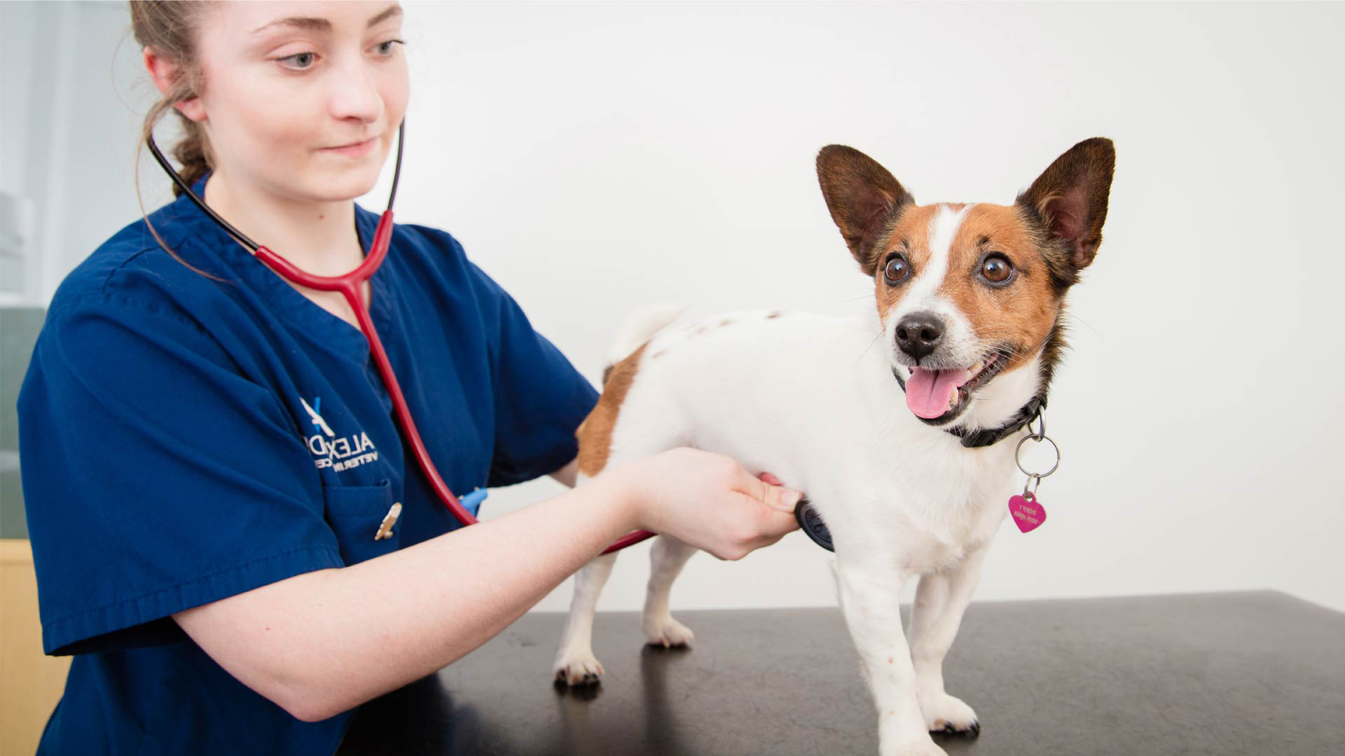 Norwood Road Veterinary Surgery Services Norwood Road Vets