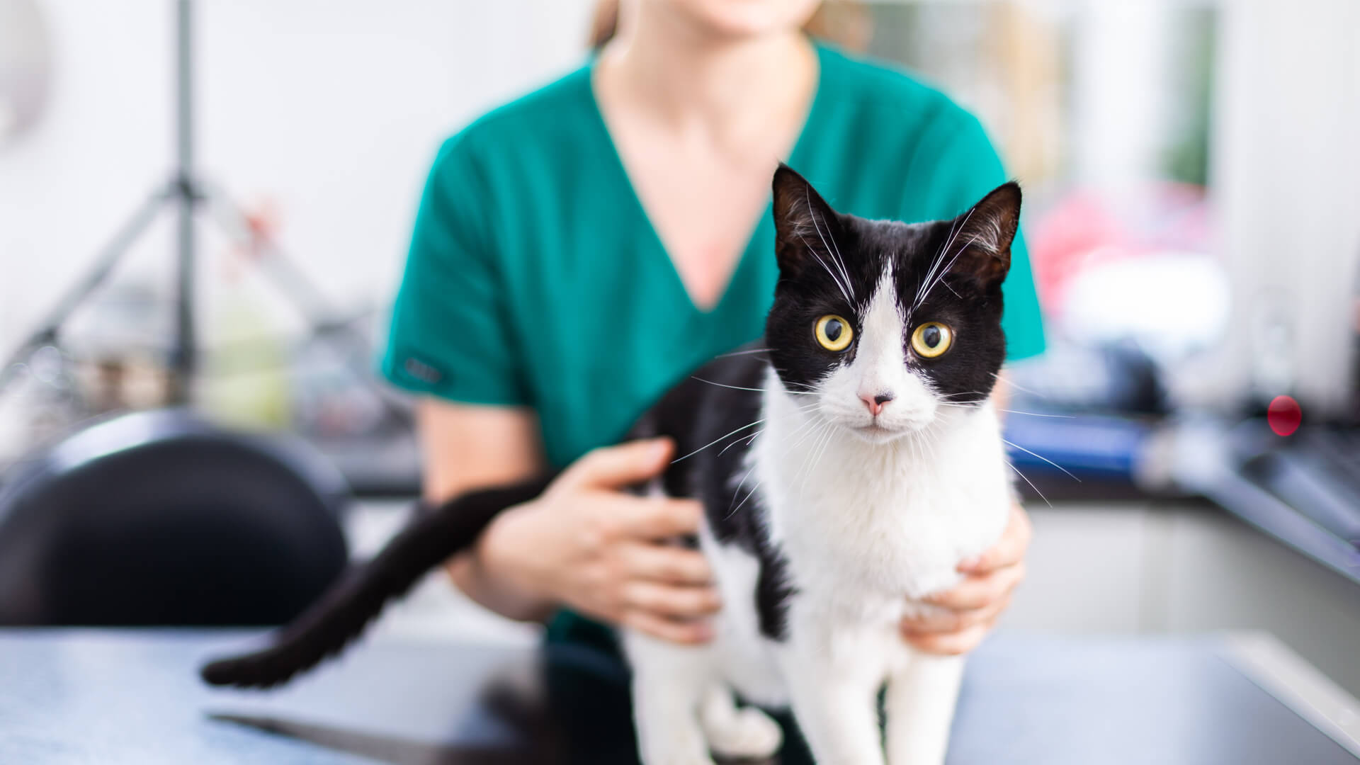 Pet Care Services In Staffordshire Oakfield Veterinary Group