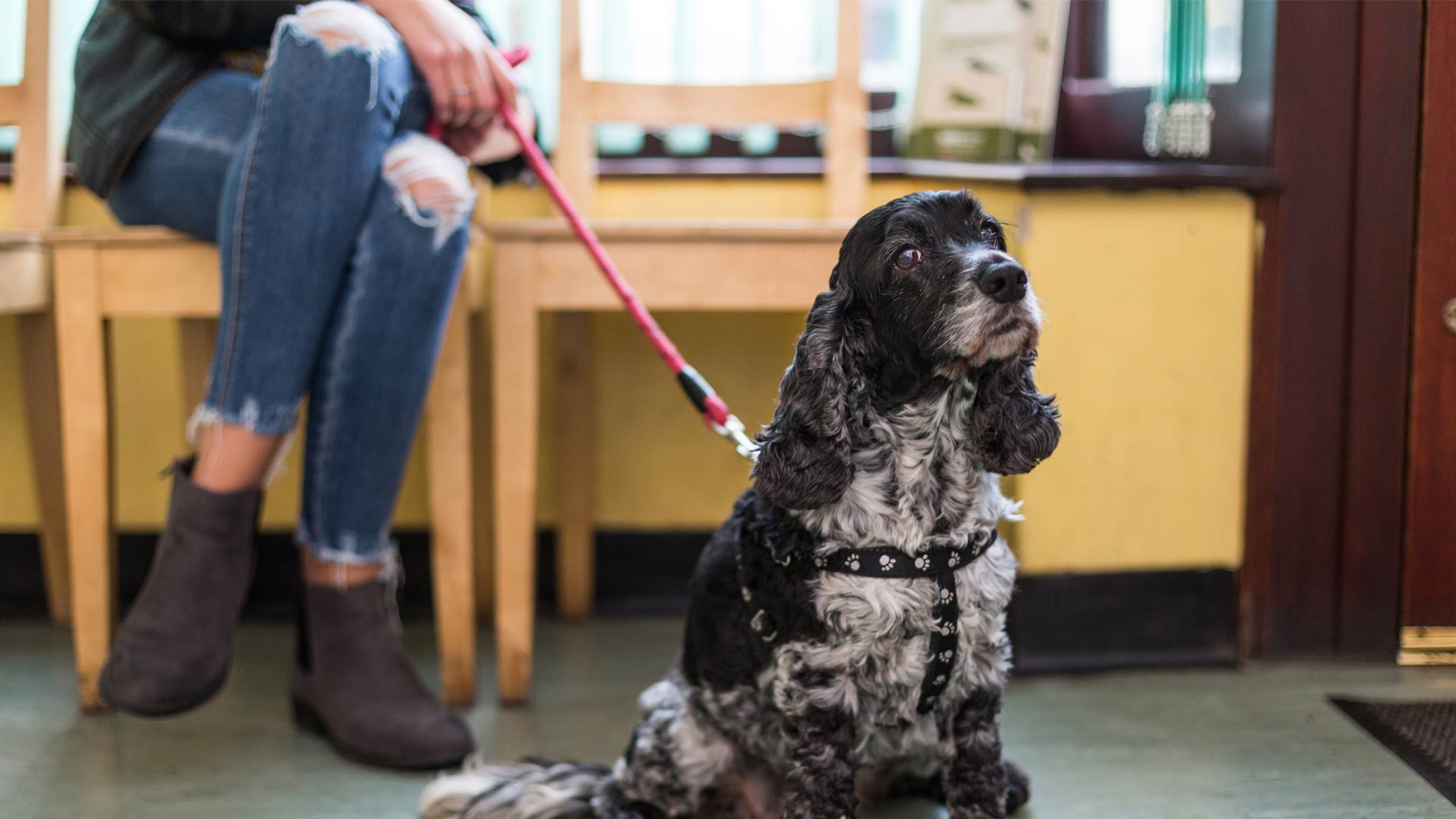 Contact Our Veterinary Team Staffordshire Oakfield Veterinary Group