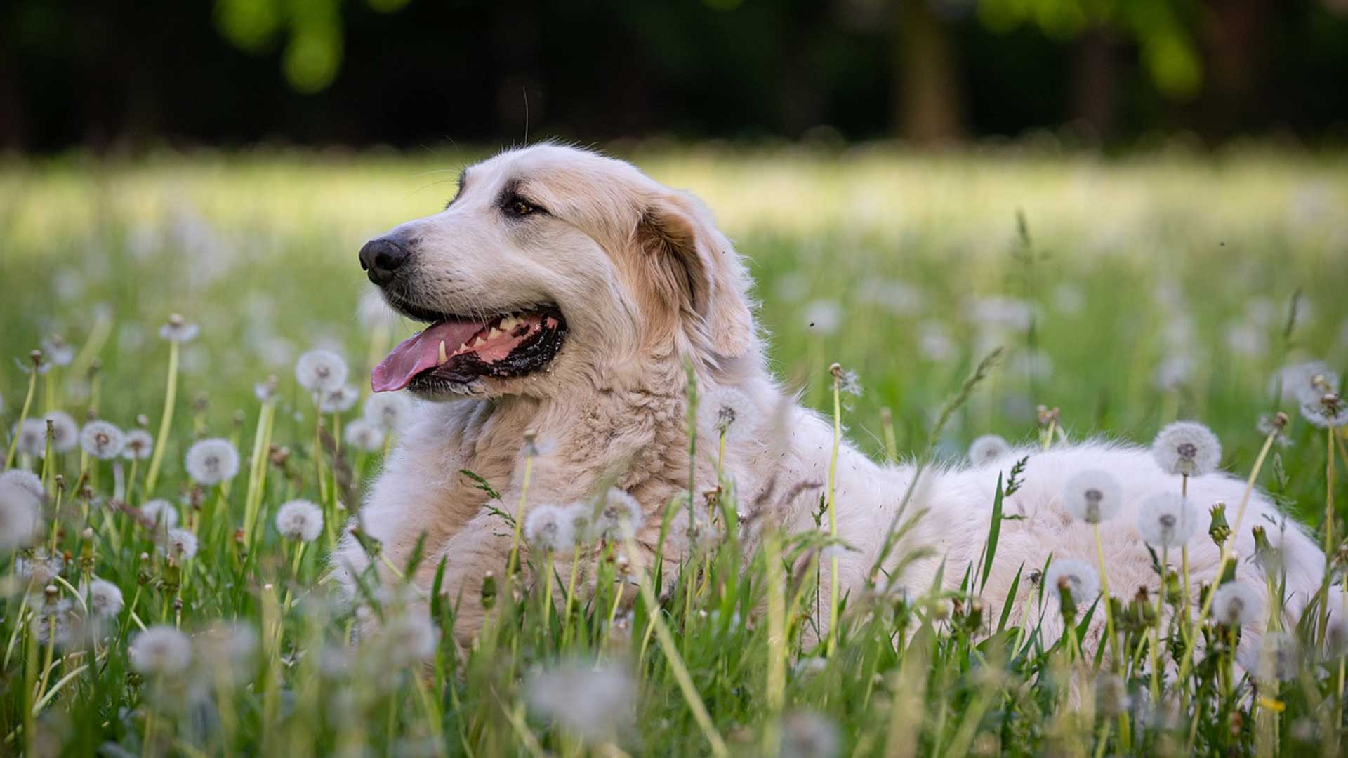 Top Quality Pet Care In Staffordshire Oakfield Veterinary Group