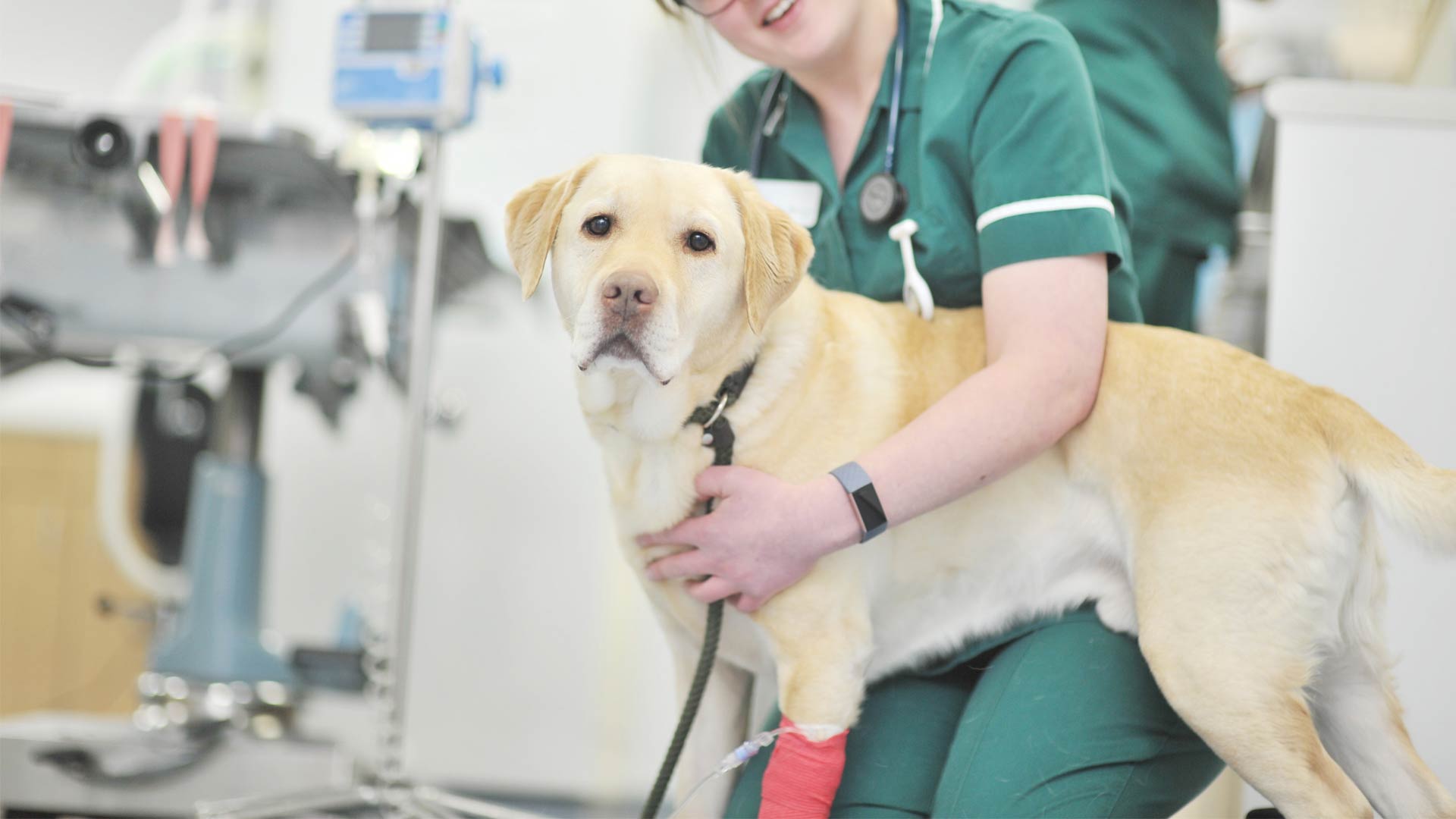 Career Local Vets in Atherstone, Tamworth and Castle Bromwich