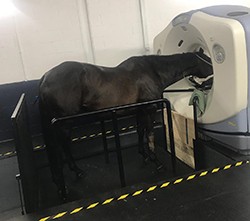 CT head imaging of a horse