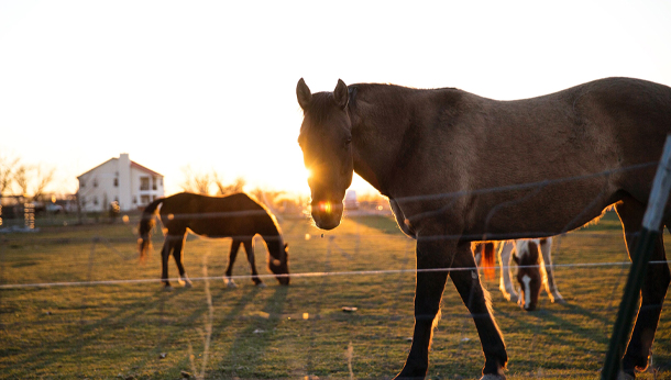 Blog | Local Vets in Oakham, Rutland - Oakham Veterinary Hospital Blog | Local Vets in Oakham, Rutland - Oakham Veterinary Hospital