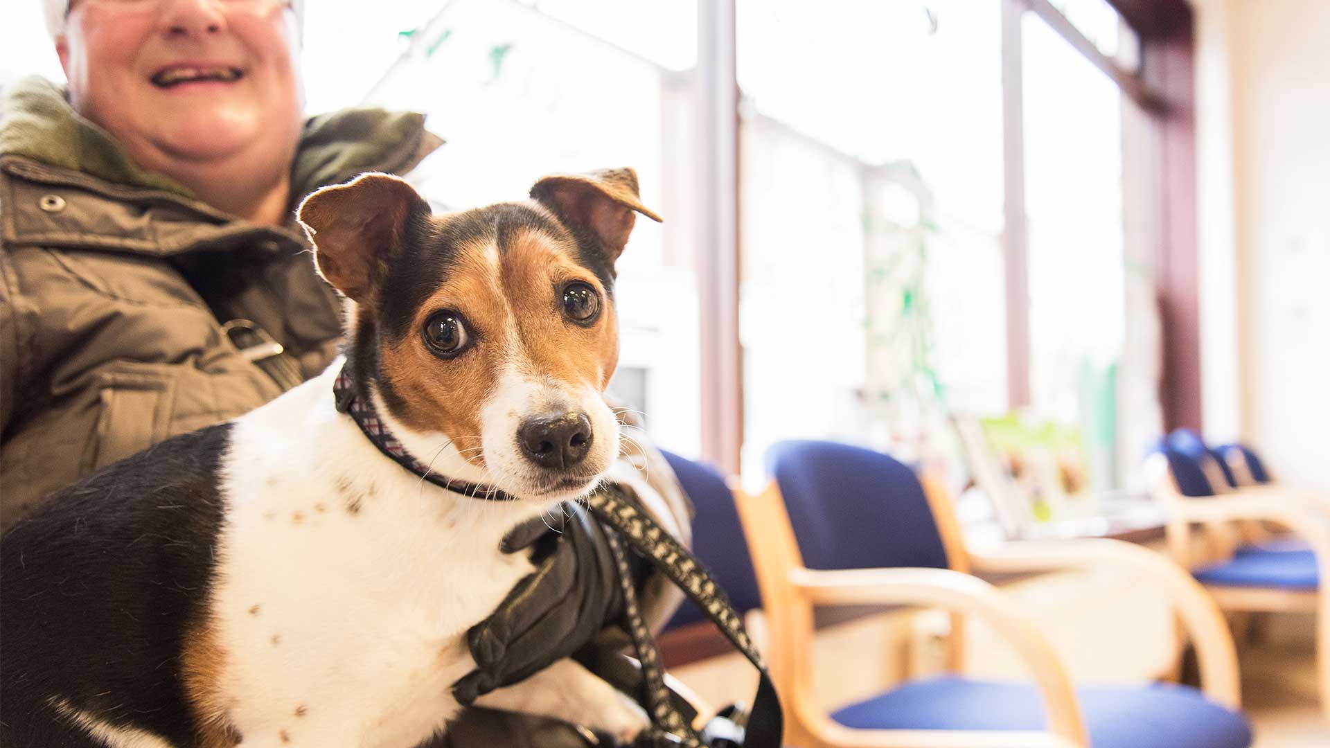 Register Your Pet Local Vet in Ayrshire The Oaks Vet Centre