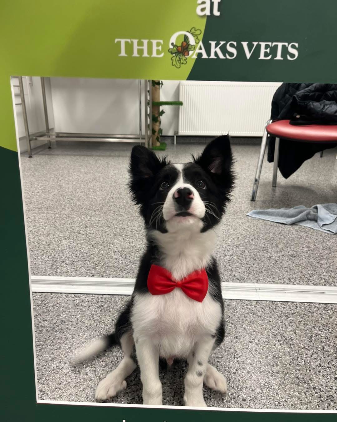 Puppy class 1