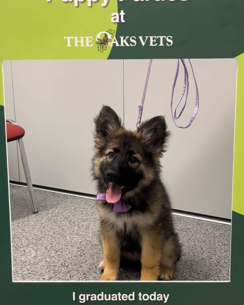 Puppy class 2