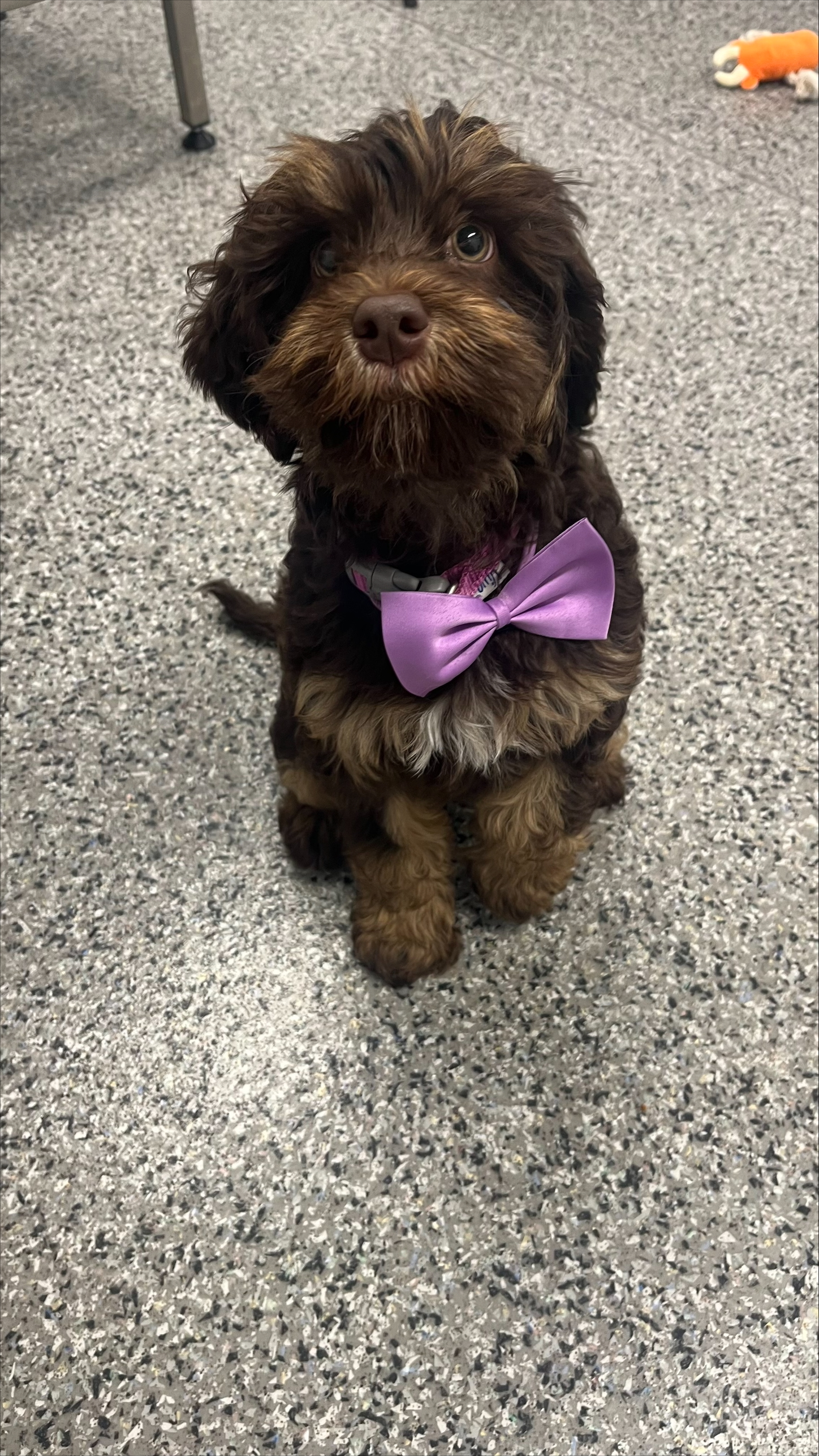 Puppy class 3
