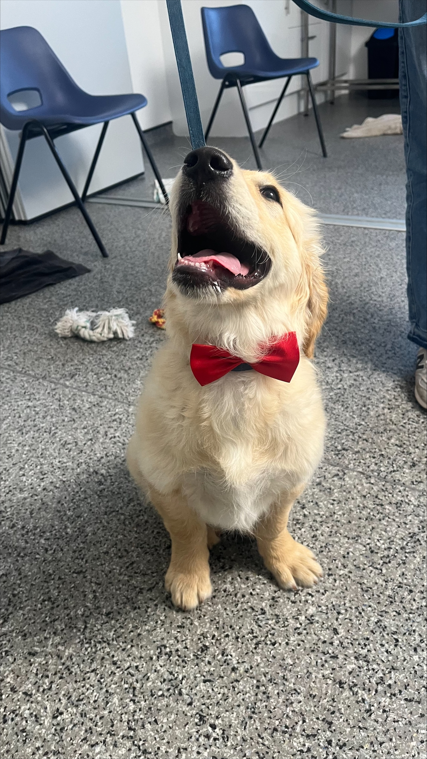Puppy class 4