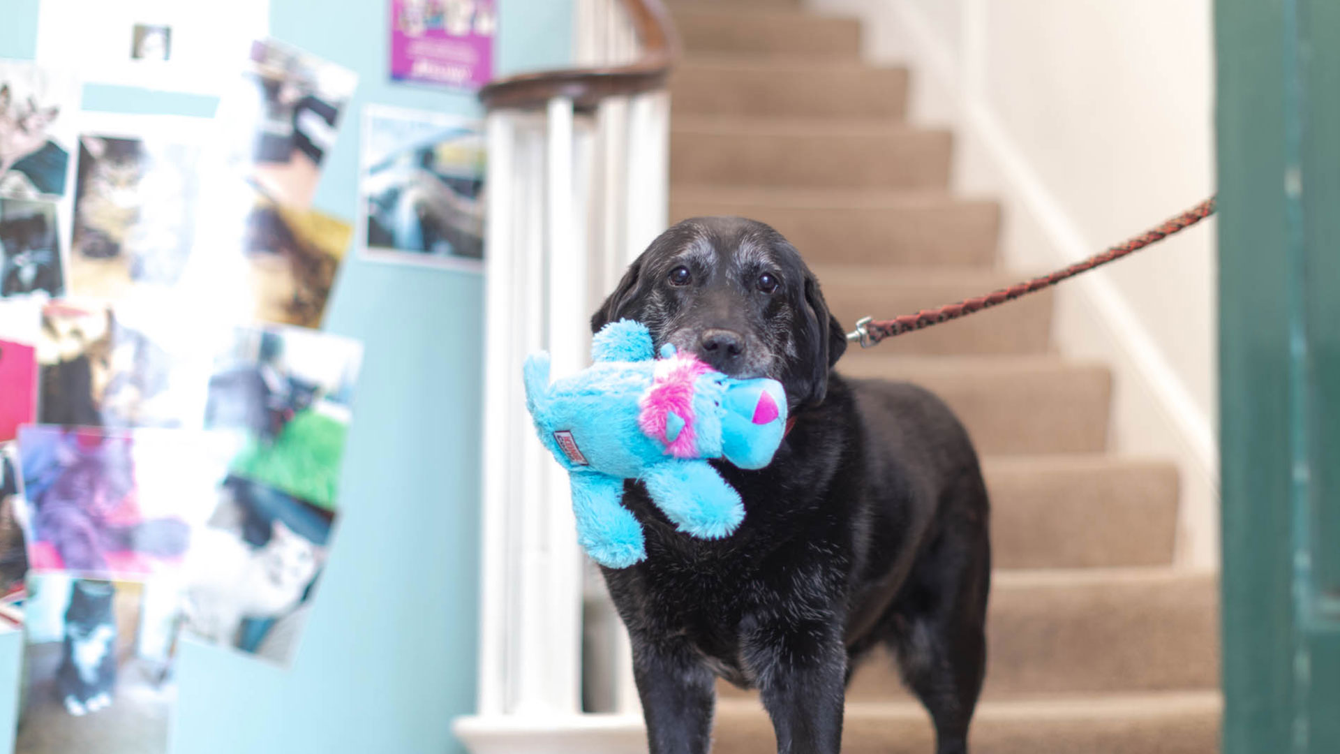 Oakwood Vets Price List Oakwood Vet Surgery