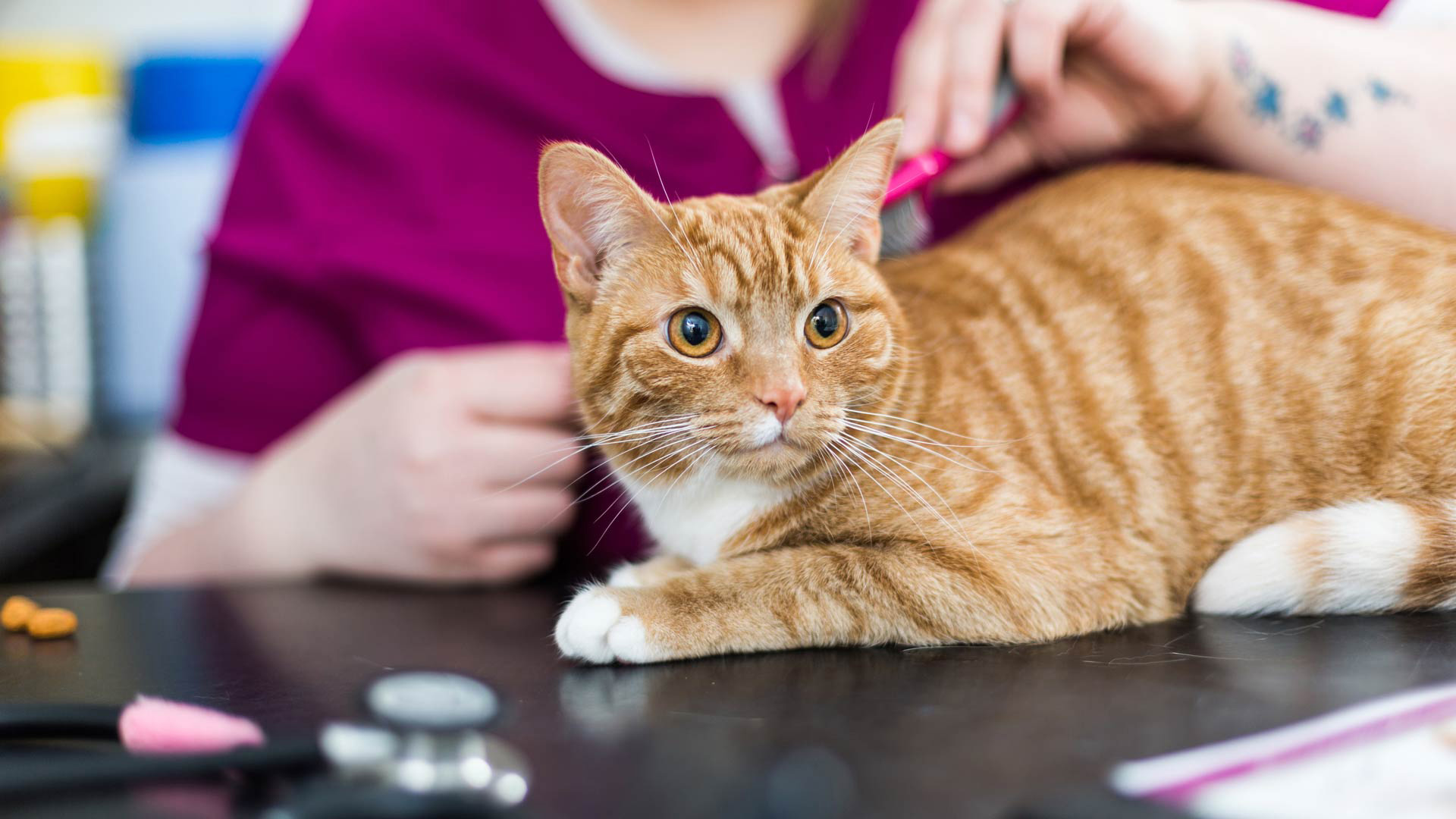 Oban Veterinary Surgeons Neutering Oban Vets