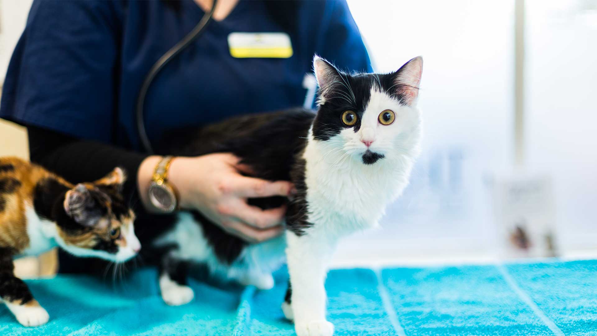 Neutering Local Vets in Staffordshire & Wolverhampton Island Vets