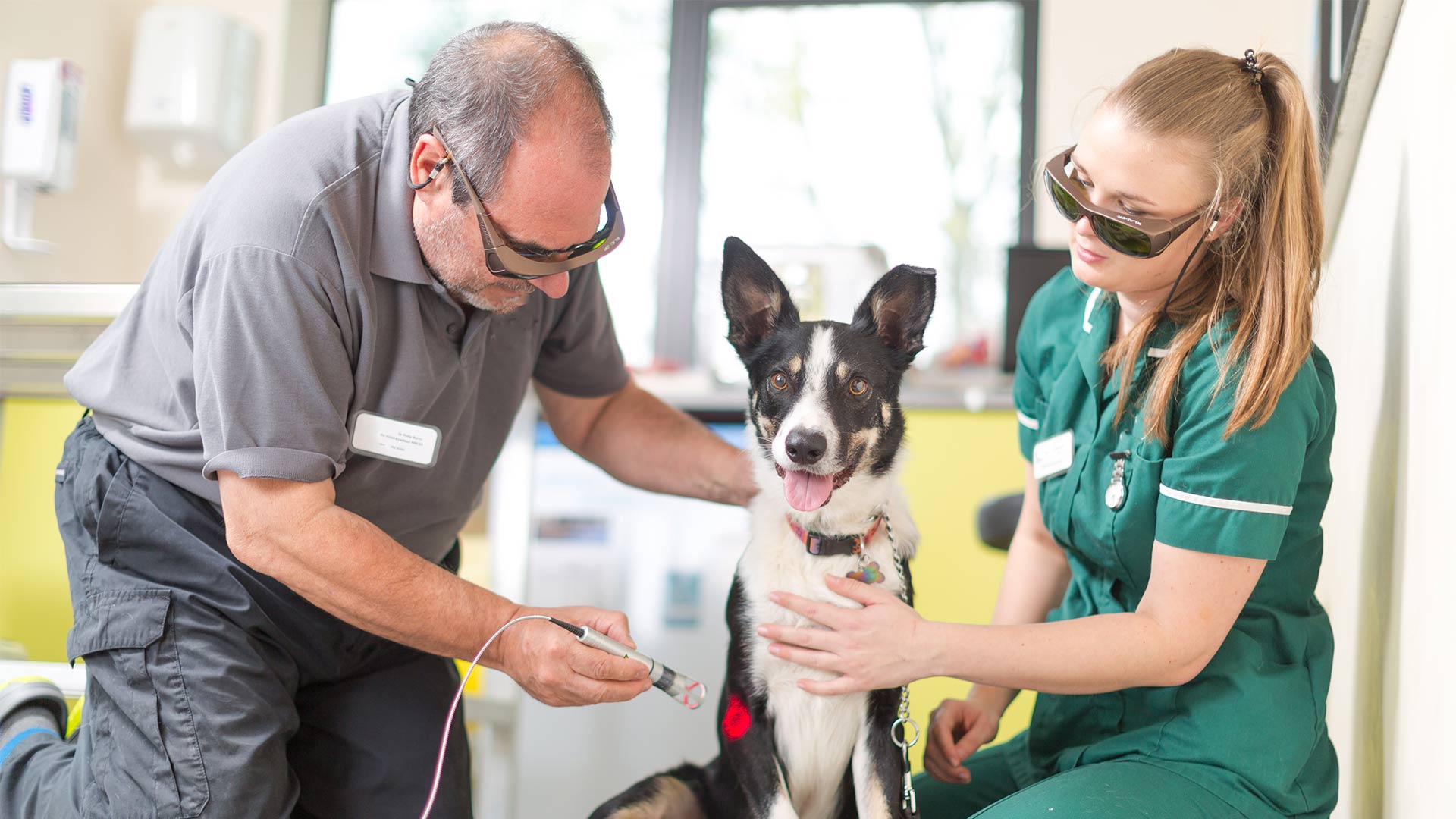 Laser Therapy Local Vets in Barrow Furness, Cumbria Alexander Vets