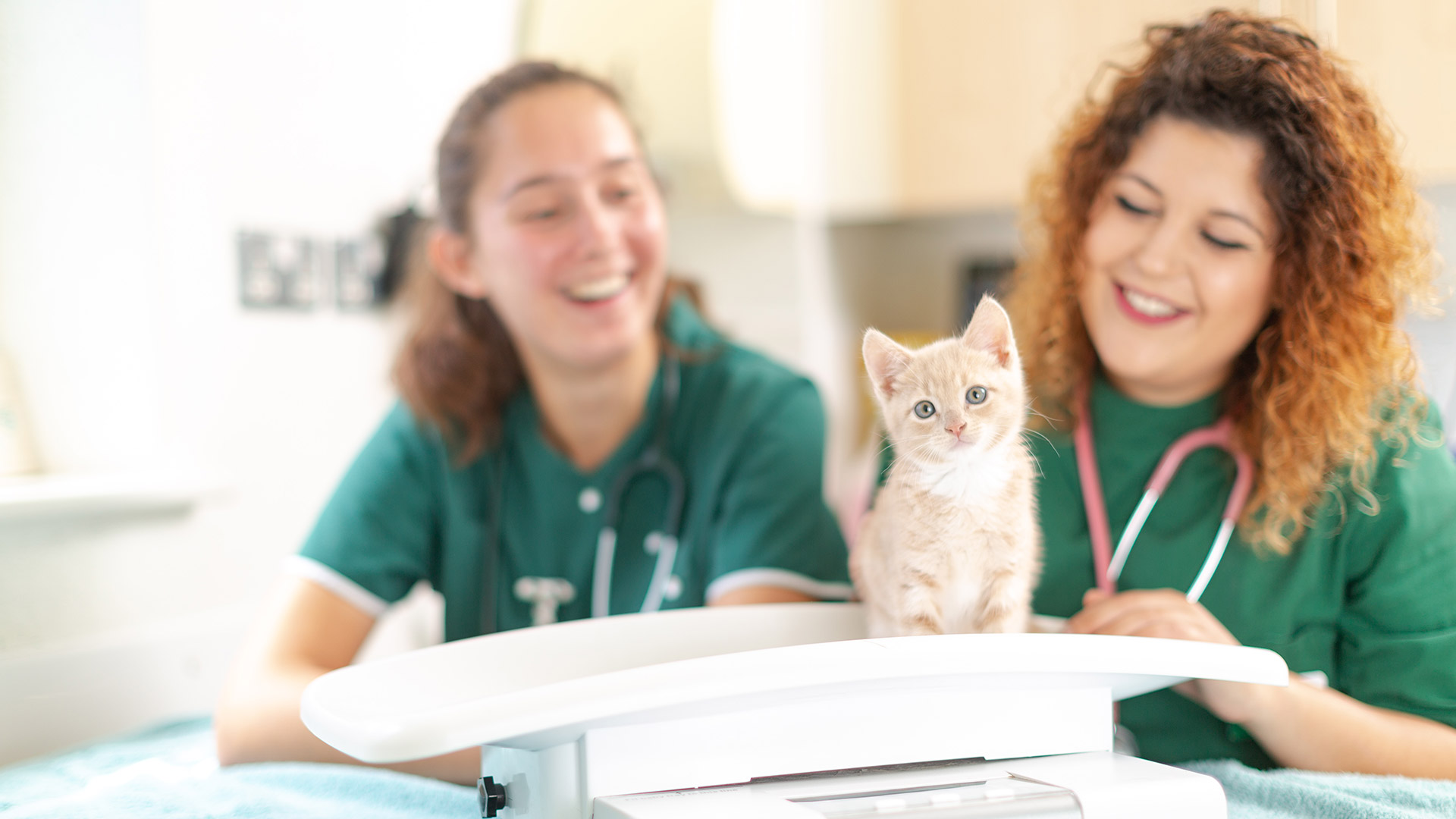 Vet Services in Ipswich, Kesgrave and Stutton from your Local Vet