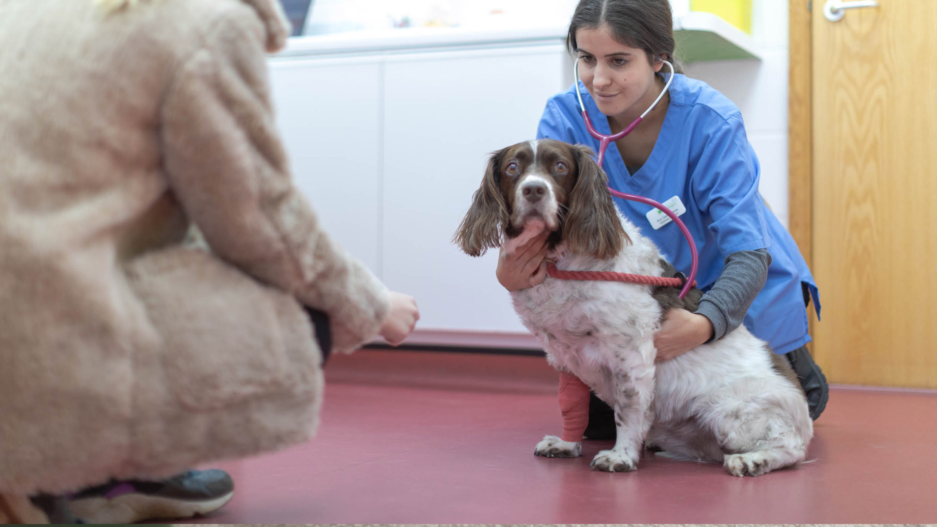 About us Local Vets in Peterborough and Kettering Oundle Vets