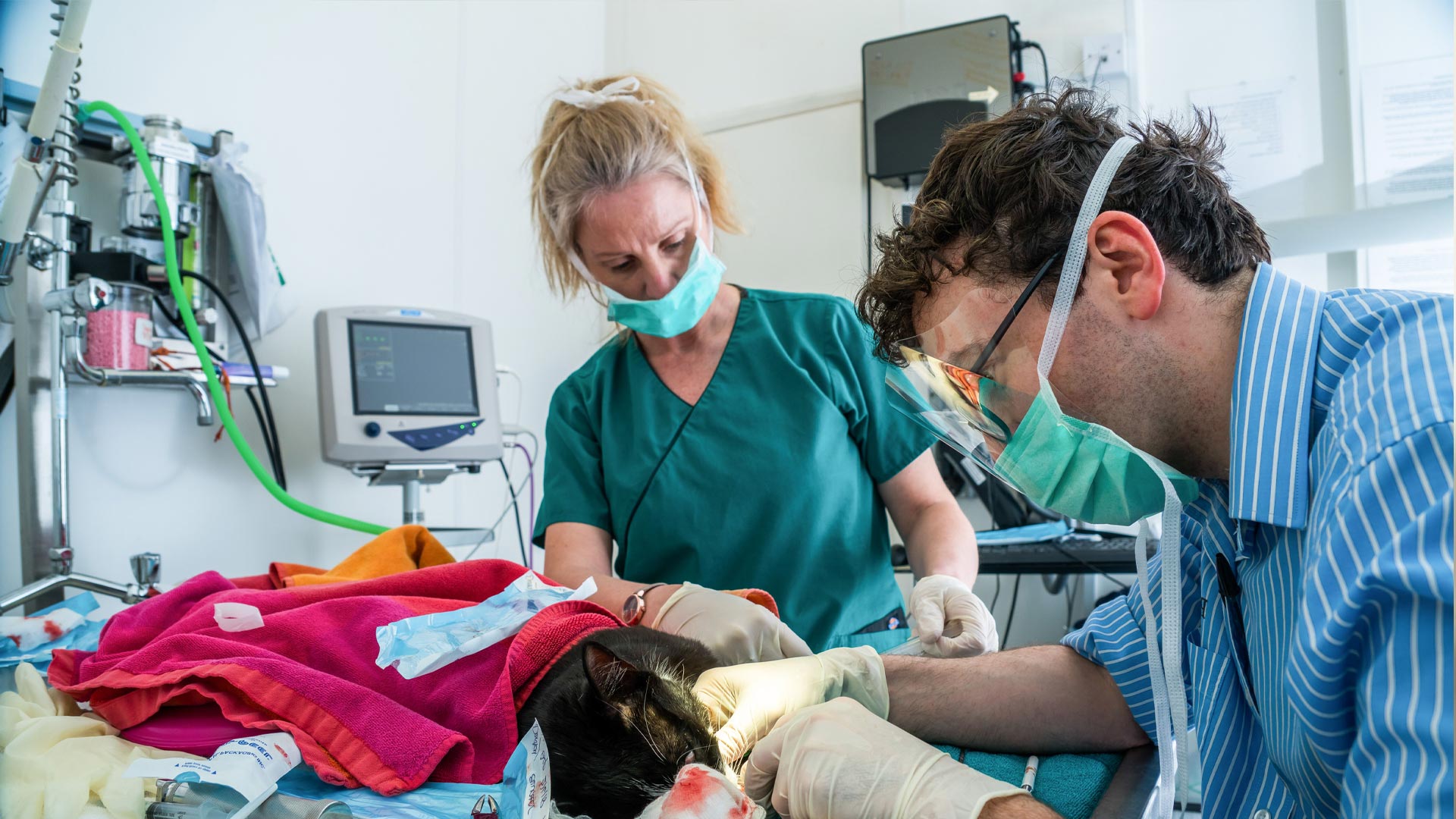 Contact Park Vets in South East London Park Vets