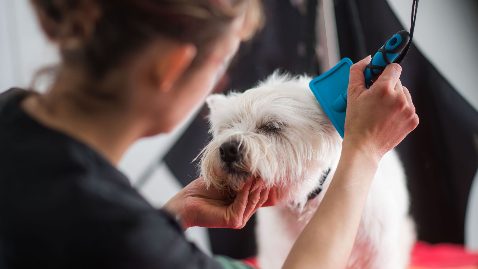 Veterinary Services South East London Local Vets in South East London