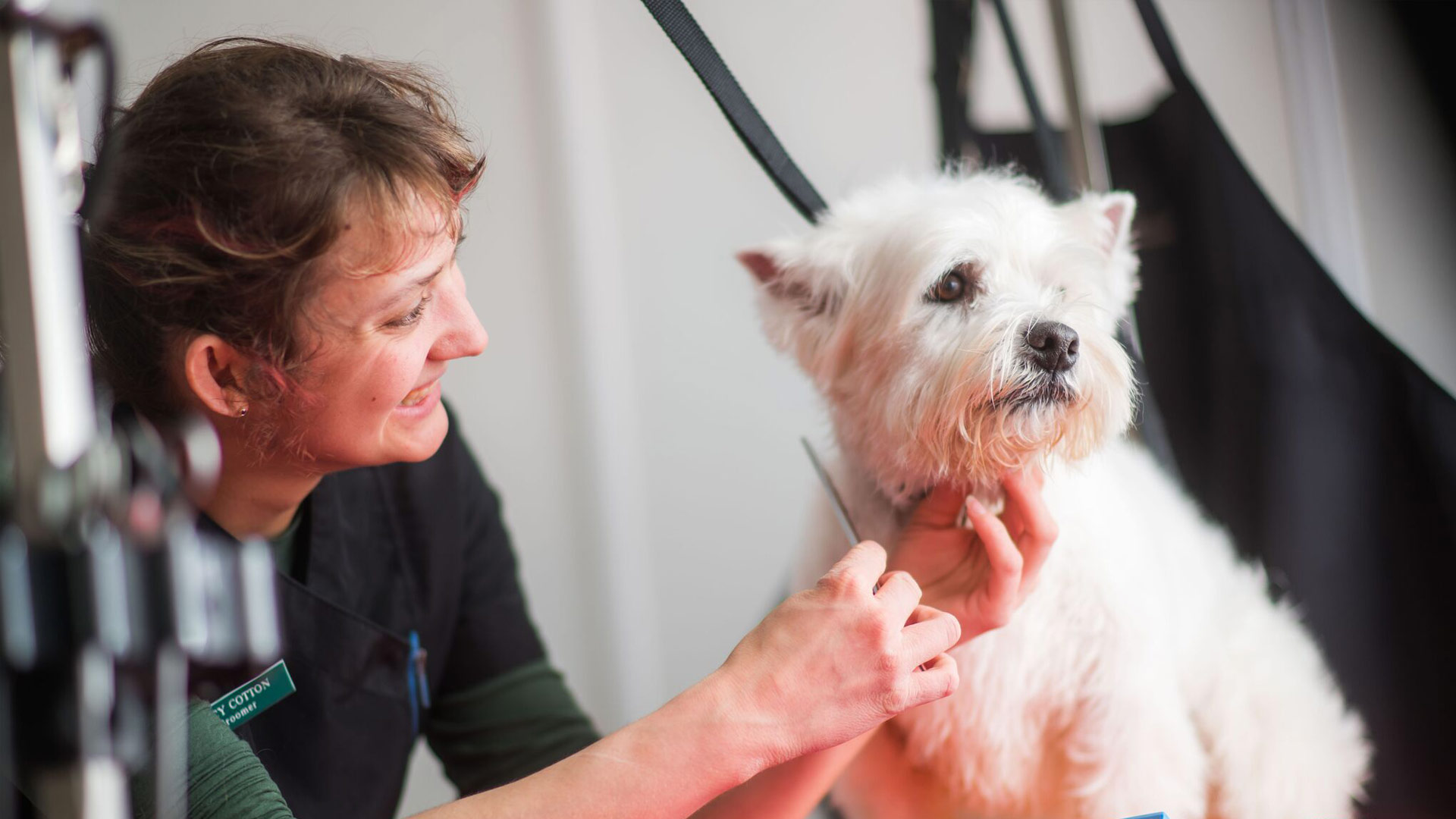 Vets in South East London Chislehurst Parkvets Park Vets