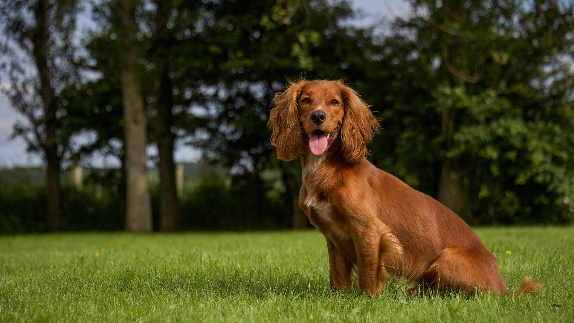 Vet Services on Mersea Road, Colchester - Paws Colchester Vets