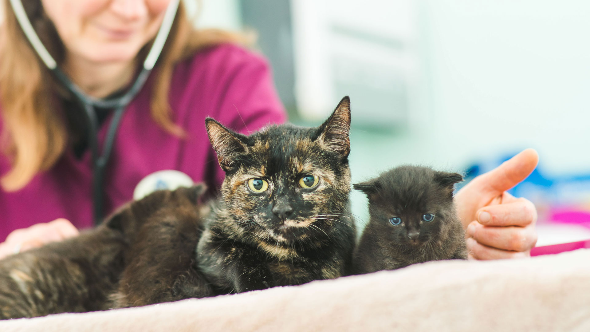 Free Vet Delivery Service in Cheltenham Pegasus House Vets