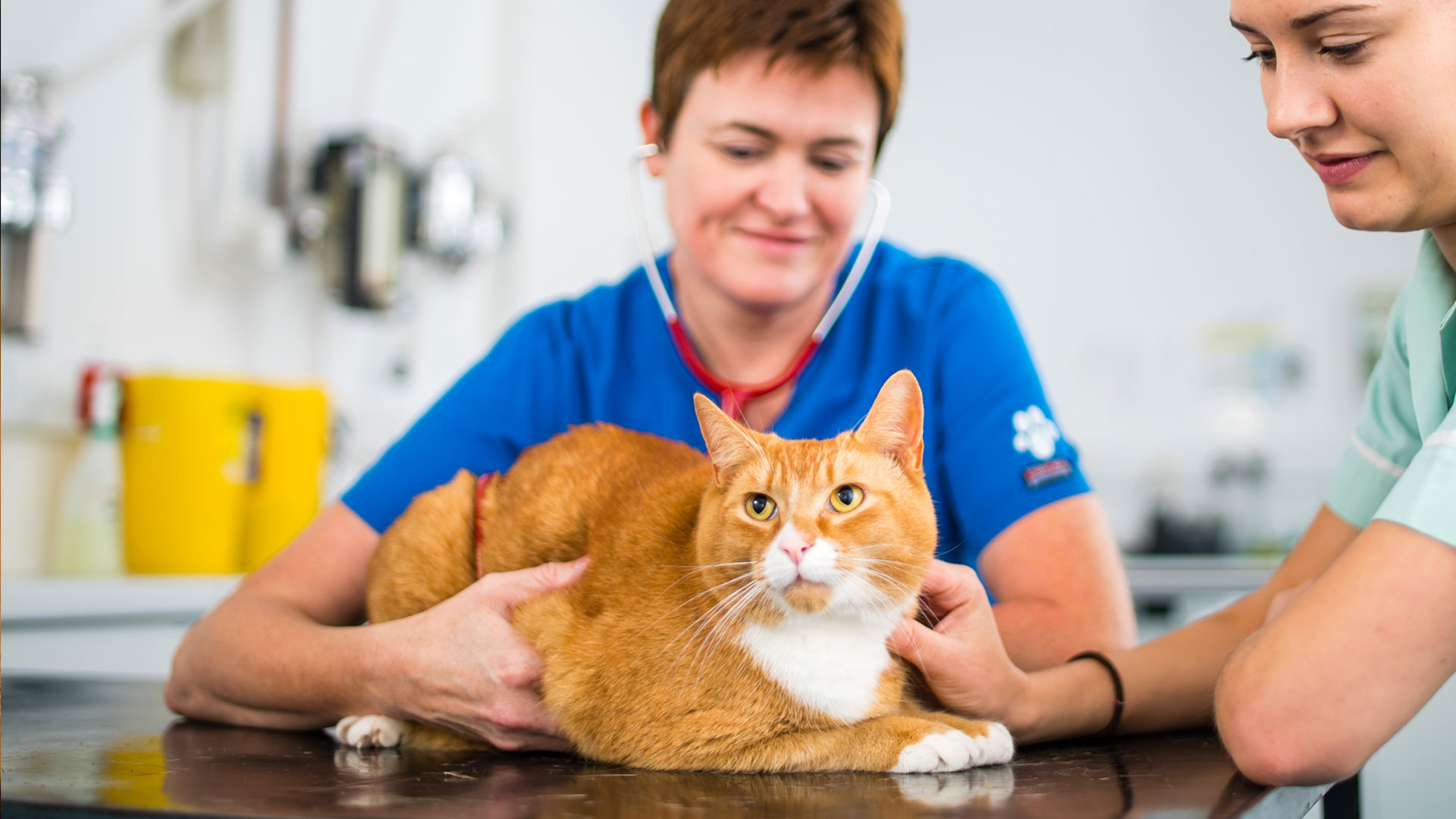 Pet Advice From Vets in Cheltenham - Pegasus House Vets