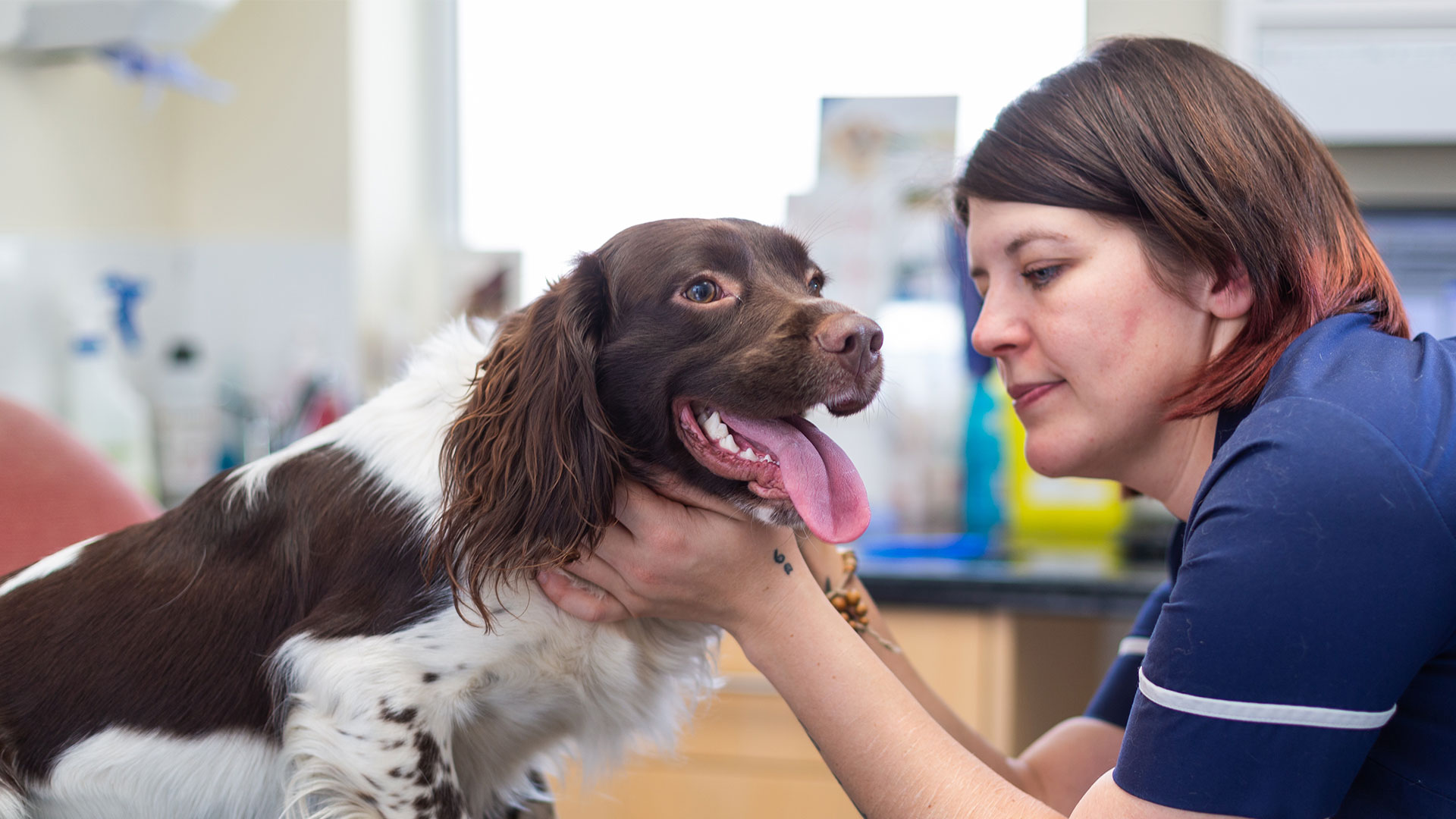 Feedback & Reviews Penmellyn Vets in Pool Penmellyn Vets Pool