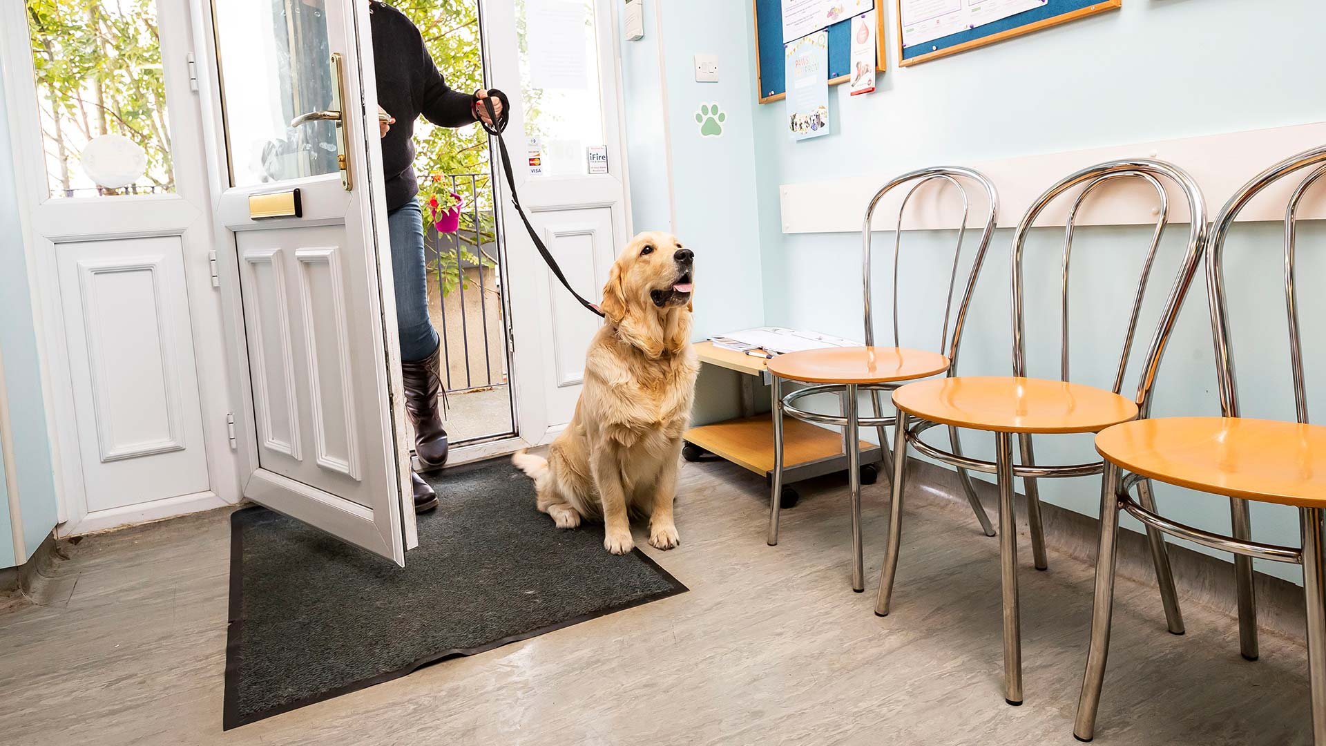 About Us Local and Affordable Vets in Currie, Edinburgh Pentland