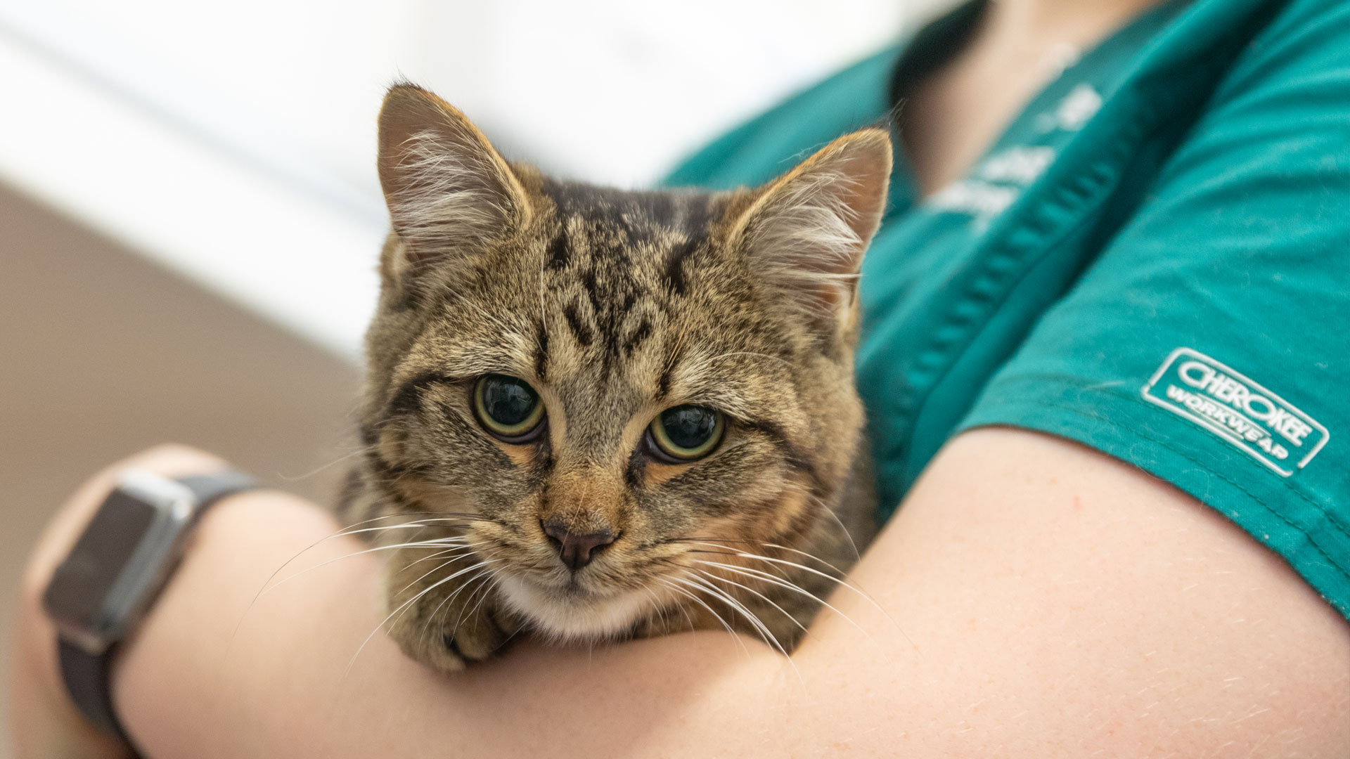 About Pets 1st Vets Vets in Surrey Pets 1st Vets