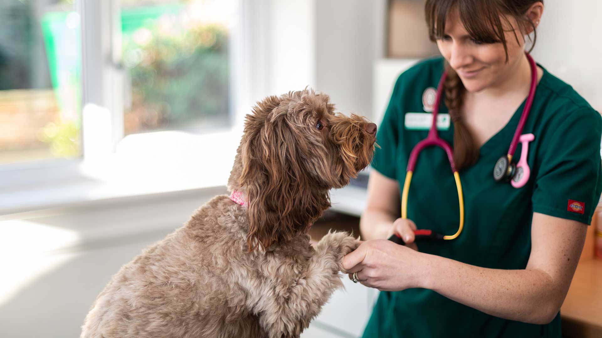 Health Club at Pets 1st Vets | Vets in Surrey - Pets 1st Vets Health Club at Pets 1st Vets | Vets in Surrey - Pets 1st Vets