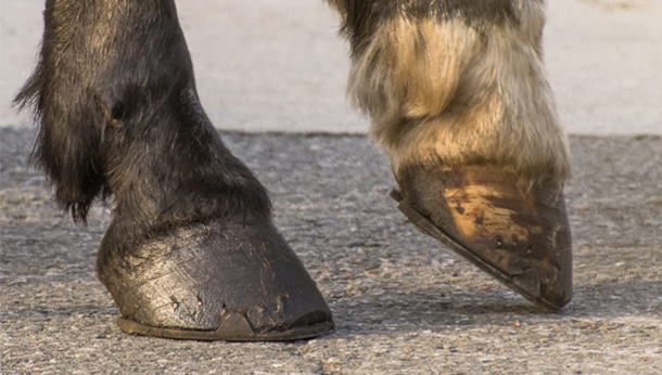 are horse hooves good for dogs
